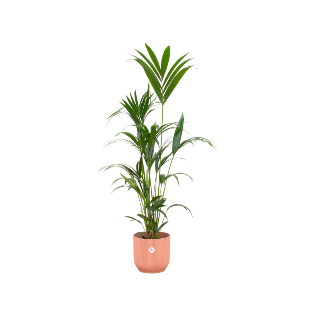 Kentia palm inclusief elho Vibes Fold Round roze Ø30 - 160 cm