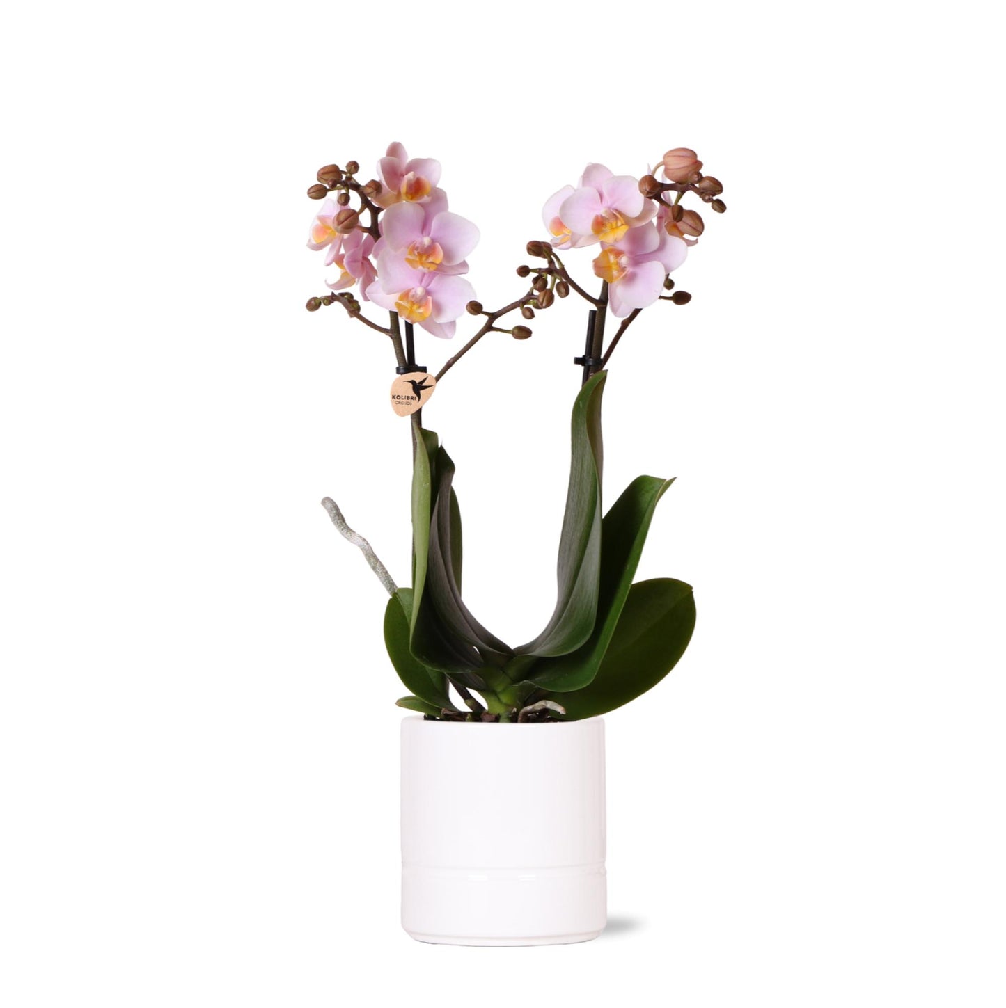 Roze phalaenopsis orchidee - Andorra + Pastel pot white - potmaat Ø9cm