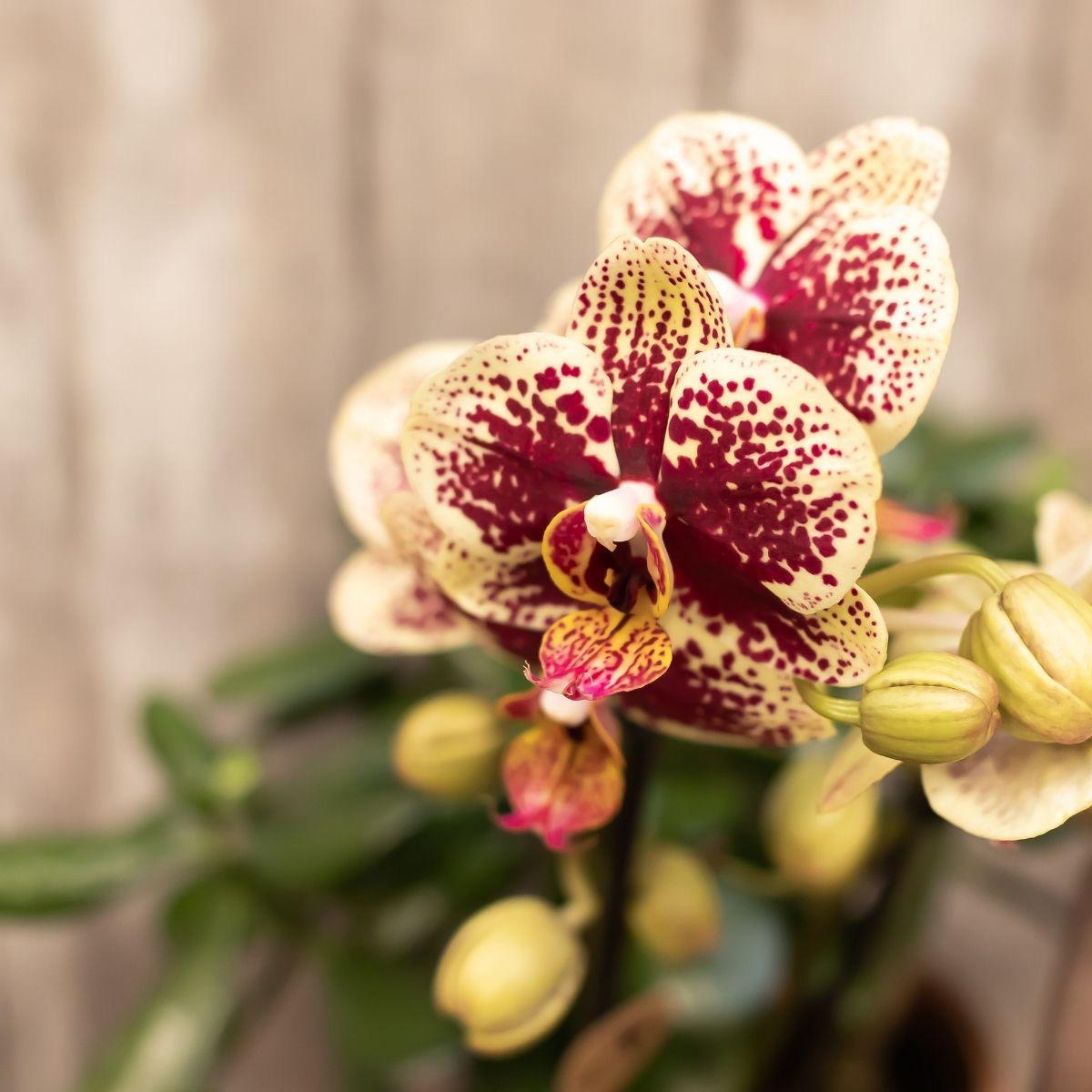 COMBI DEAL van 4 geel rode phalaenopsis orchideeën - Spain - potmaat Ø9cm