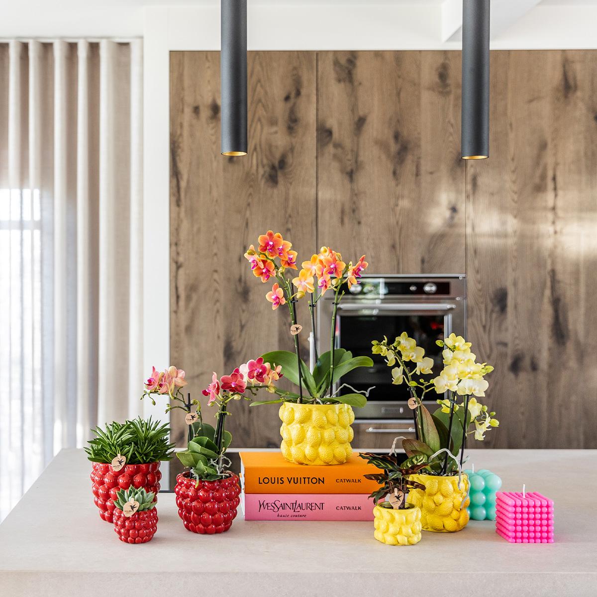 Rode Phalaenopsis orchidee – Congo + Berry sierpot – potmaat Ø9cm