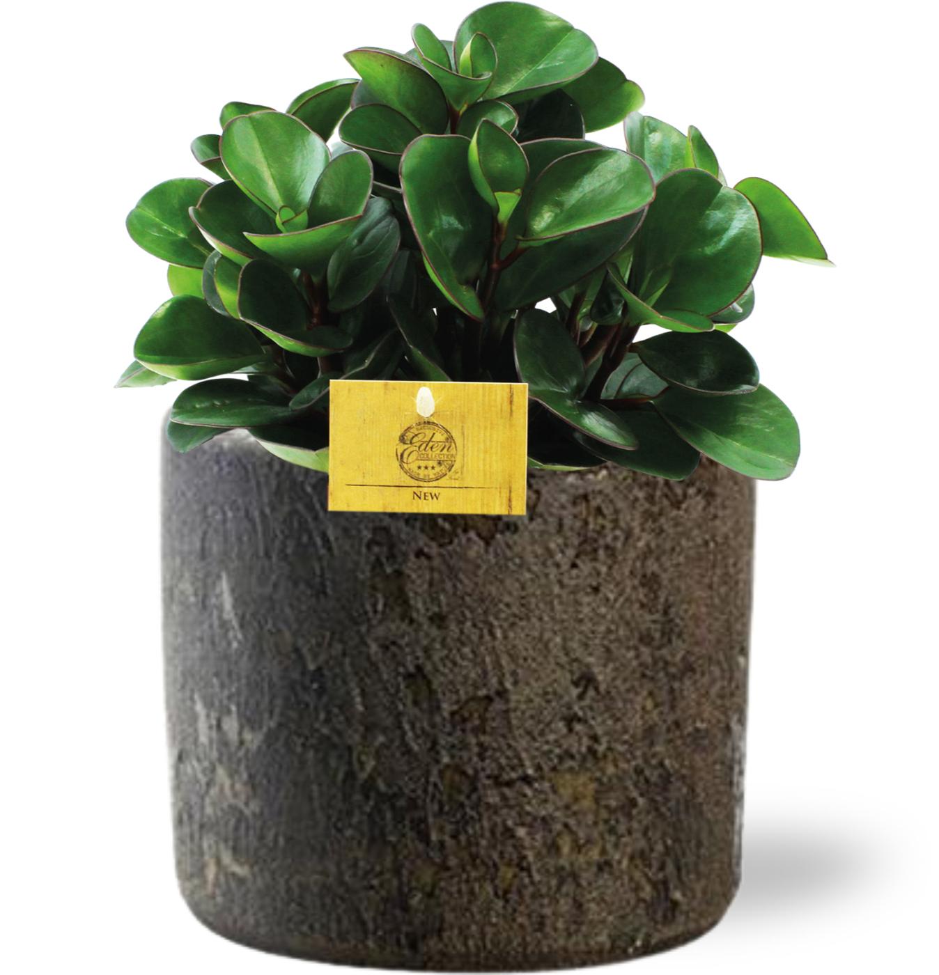 Peperomia Burning Bush - Ø15cm - ↕25cm + Maas Pot Bruin
