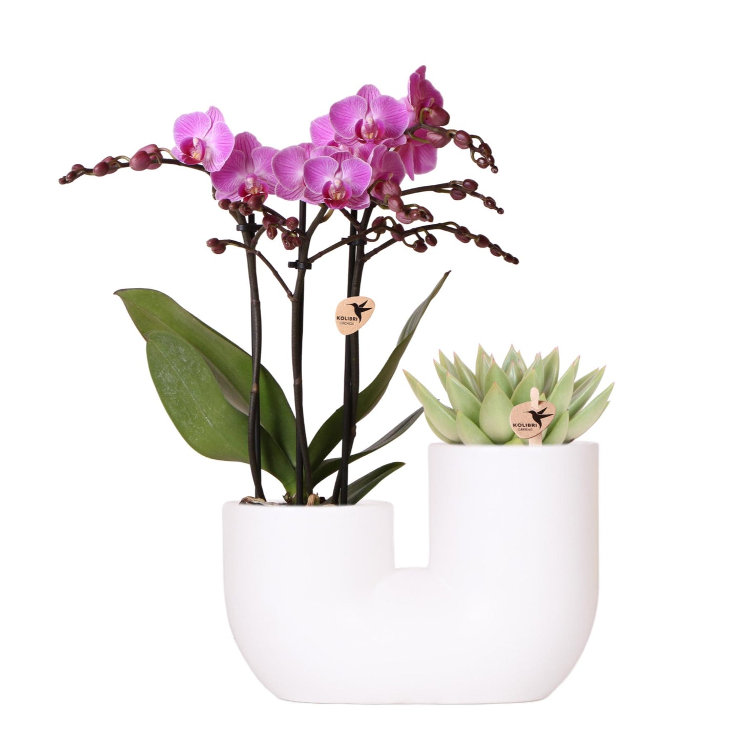 Set van roze orchidee Vienna en succulent in Tube sierpot wit - potmaat Ø9cm