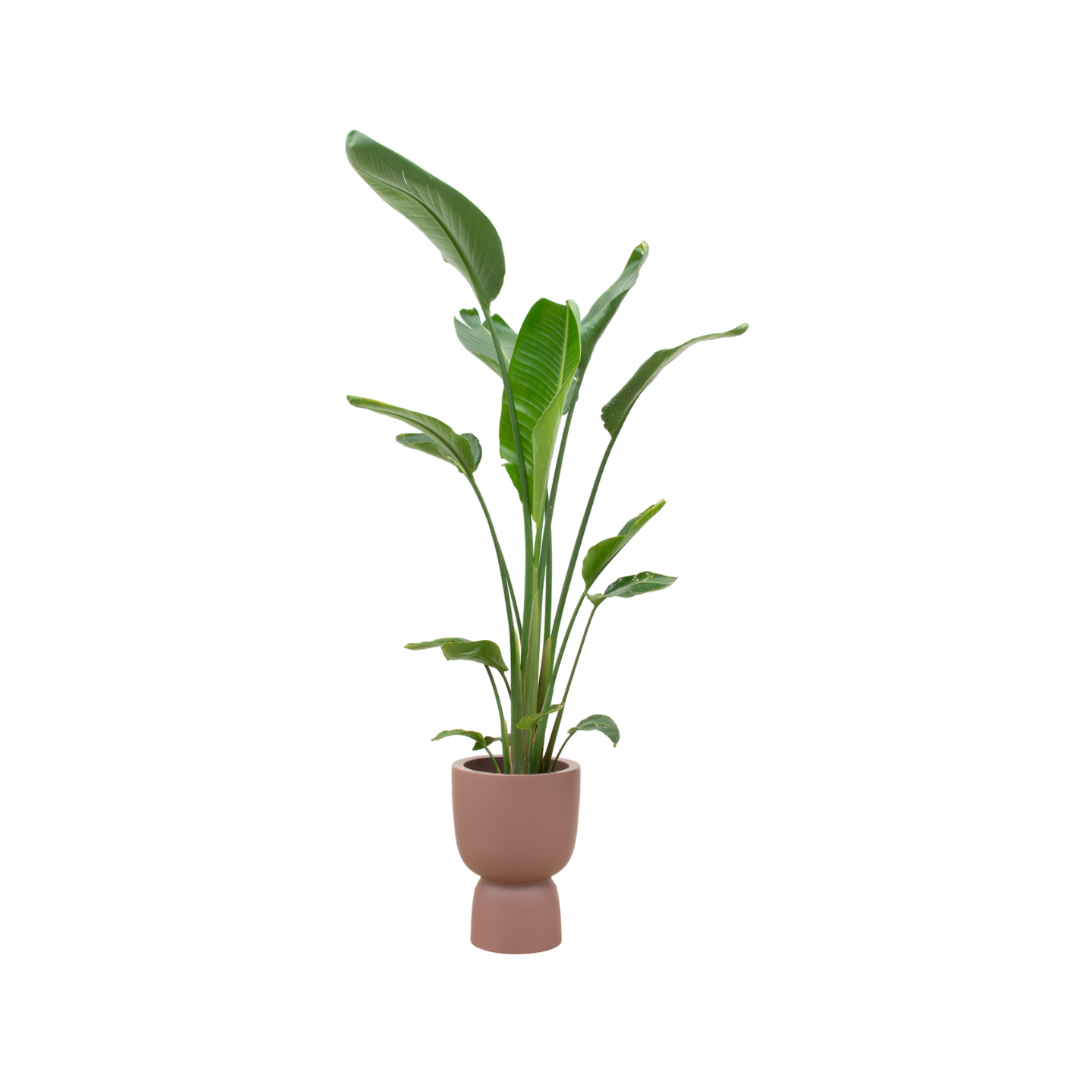 Strelitzia Augusta multi stam inclusief elho Pure Coupe bruin Ø35 - 210 cm