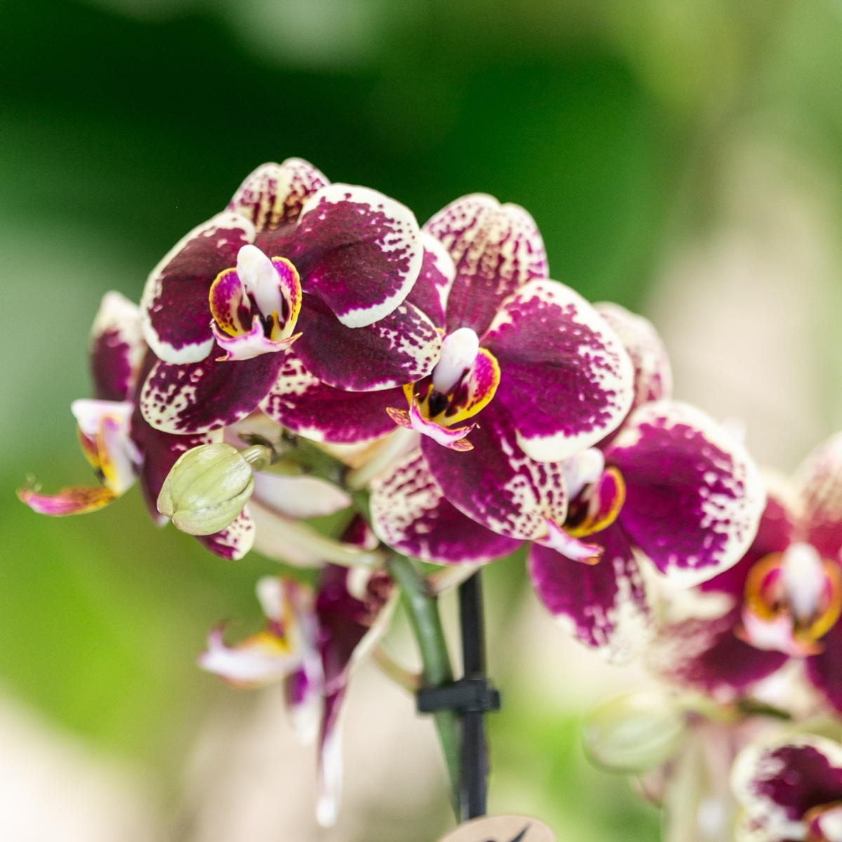 COMBI DEAL van 4 geel rode phalaenopsis orchideeën - Spain - potmaat Ø9cm