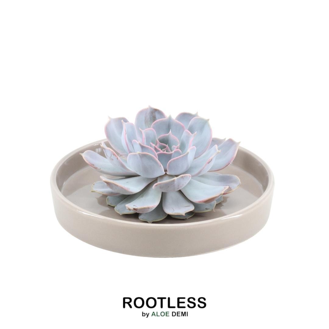 ROOTLESS in schaal 'taupe' Ø20 cm - ↕5 cm
