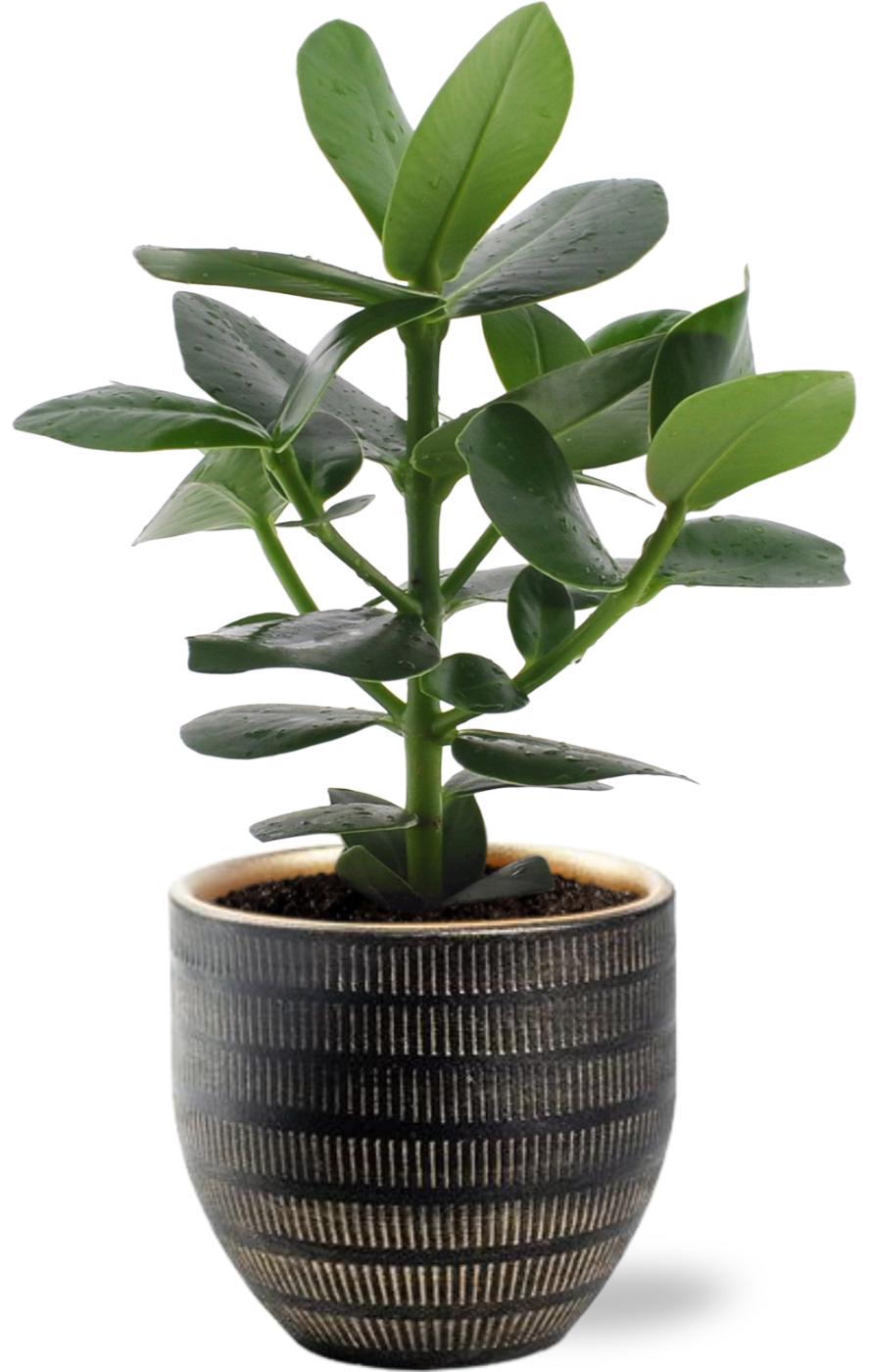 Clusia Rosea Princess - Ø12cm - ↕15cm + Beau Pot Zwart