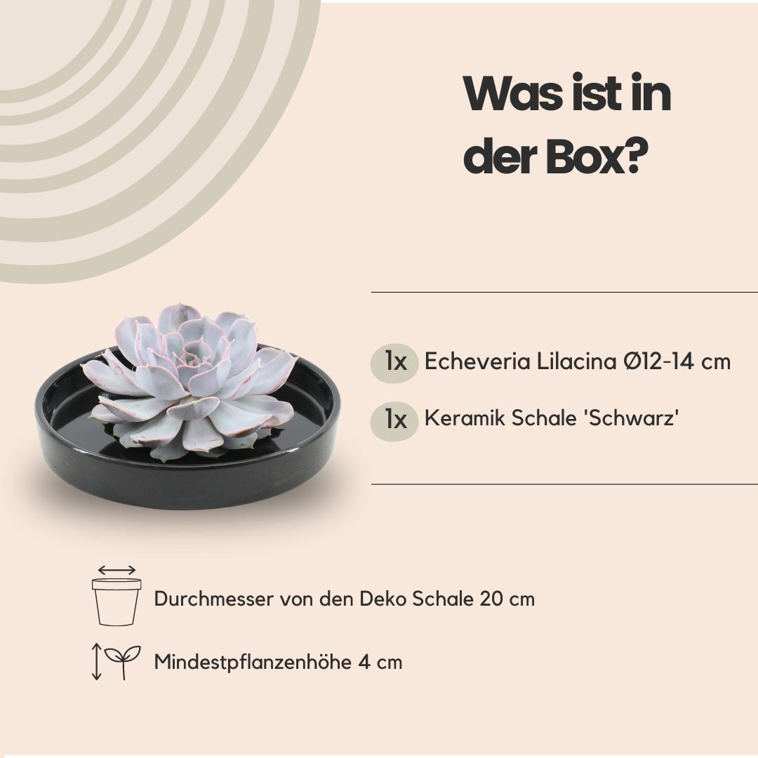 ROOTLESS in schaal 'zwart' Ø20 cm - ↕5 cm