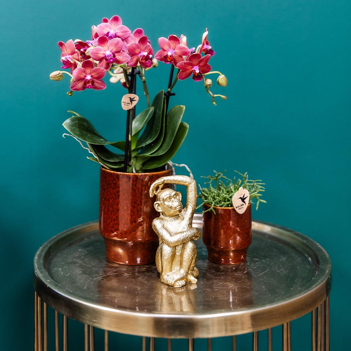 Rode Phalaenopsis orchidee - Congo + Classy red- potmaat Ø9cm