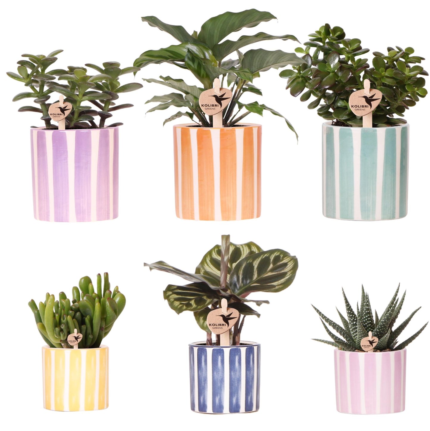 Mix van groene planten + Painted Stripe sierpotten - potmaat Ø9cm & Ø6cm