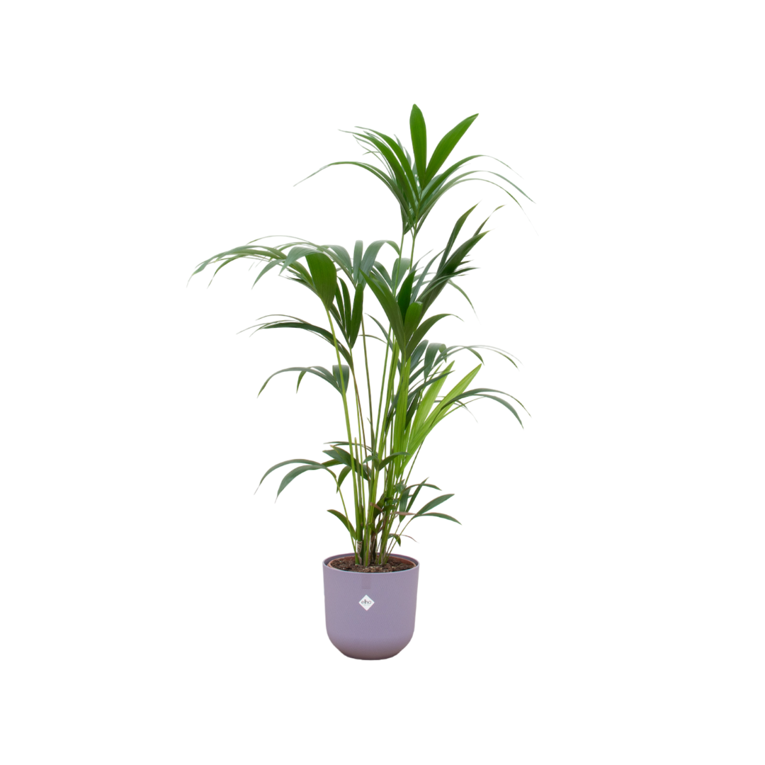 Kentia palm inclusief elho Jazz Round lila Ø26 - 160 cm