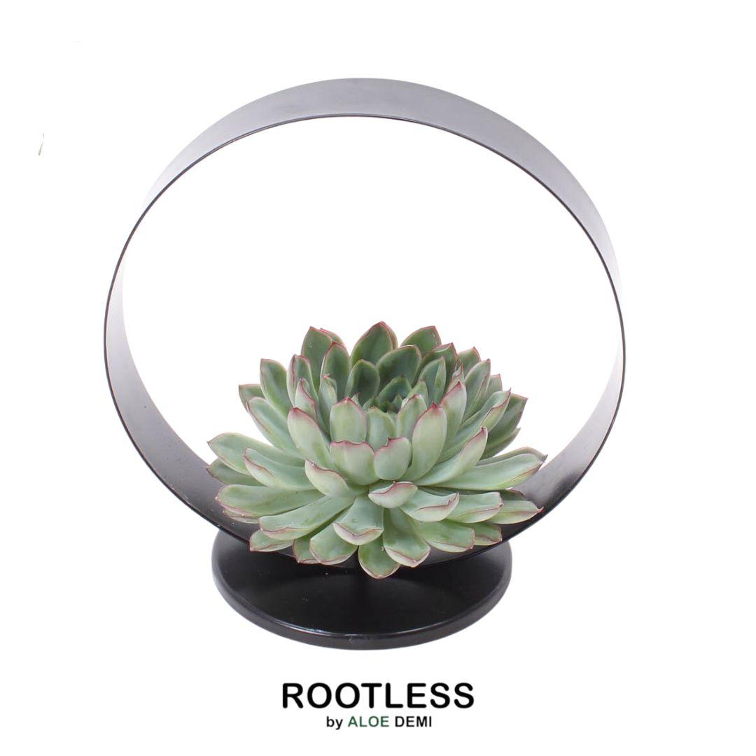 ROOTLESS op Deco tafelstandaard Ø20 cm - ↕20 cm
