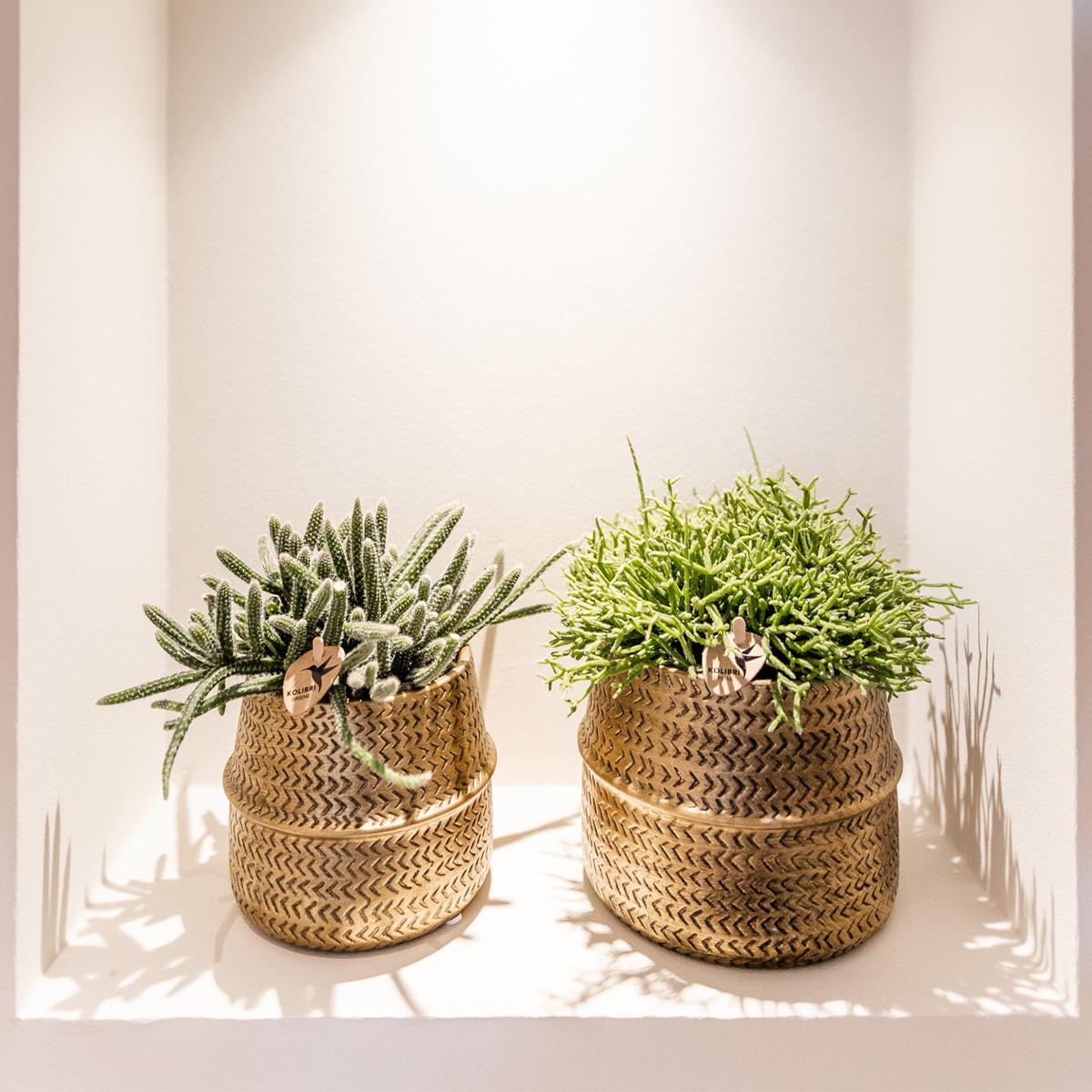 Planten set - met 3 succulenten mix - incl. keramieken sierpotten | potmaat Ø9cm