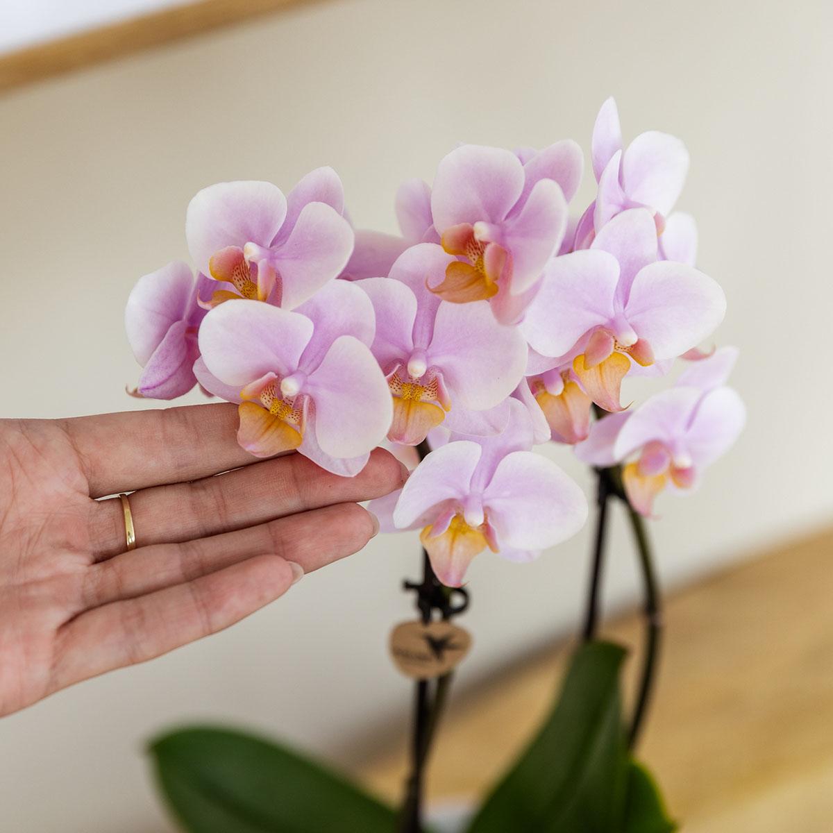 Roze phalaenopsis orchidee - Andorra + Pastel pot pink - potmaat Ø9cm