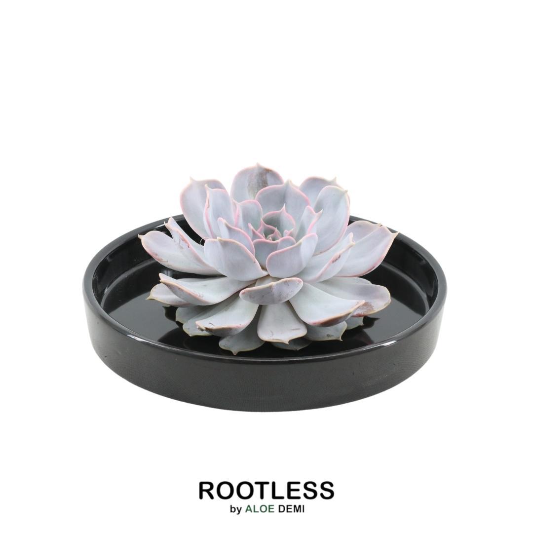 ROOTLESS in schaal 'zwart' Ø20 cm - ↕5 cm