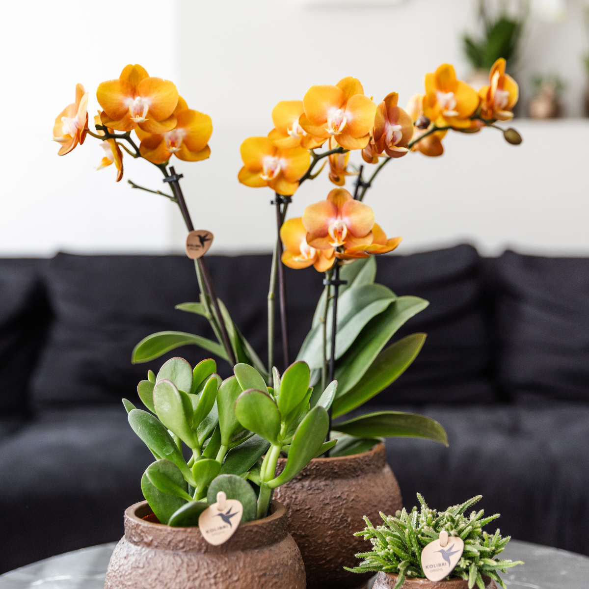 COMBI DEAL van 2 Phalaenopsis orchideeën - Las Vegas - potmaat Ø12cm