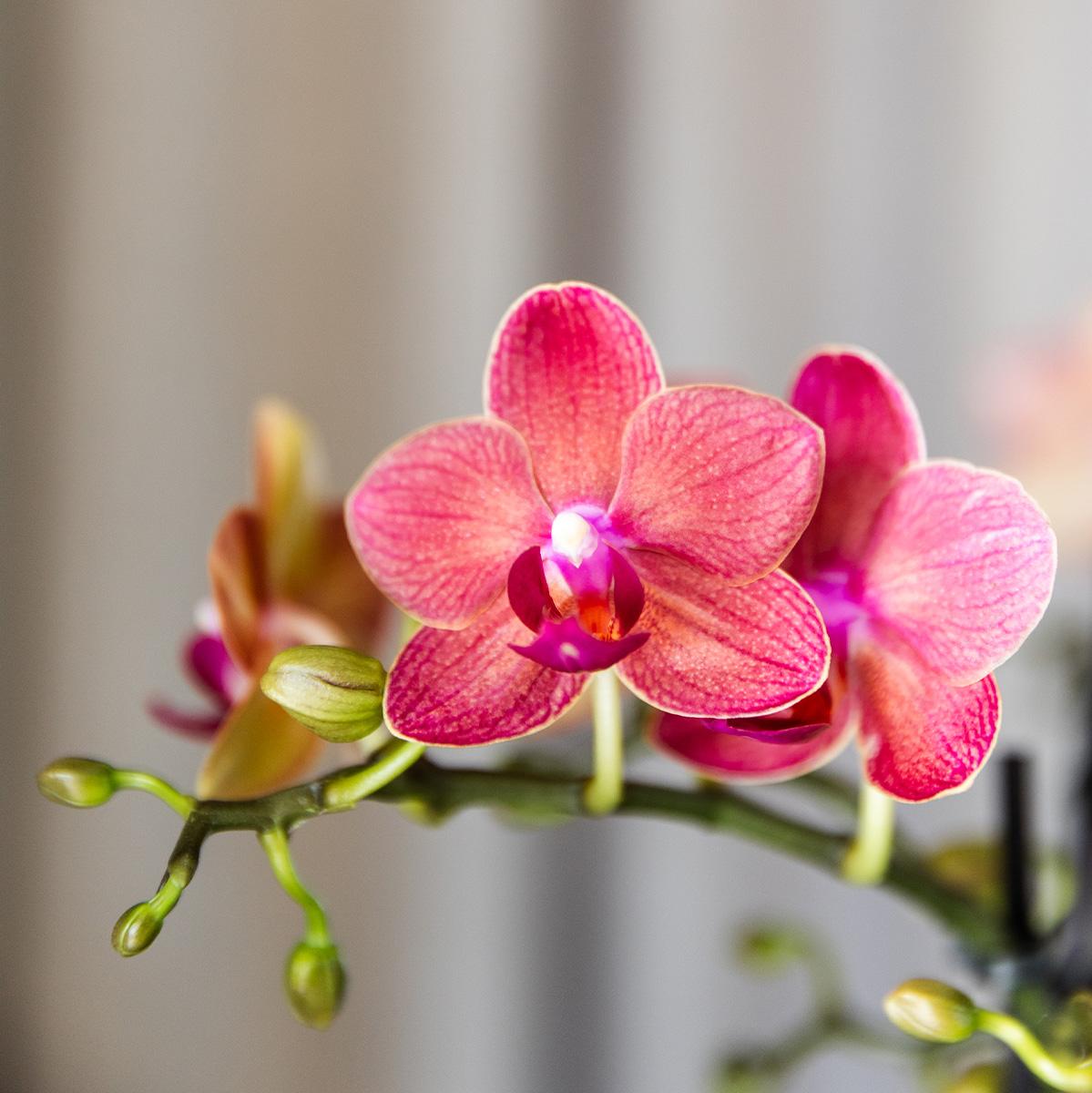 COMBI DEAL van 4 oranje Phalaenopsis orchideeën - Congo - potmaat Ø9cm