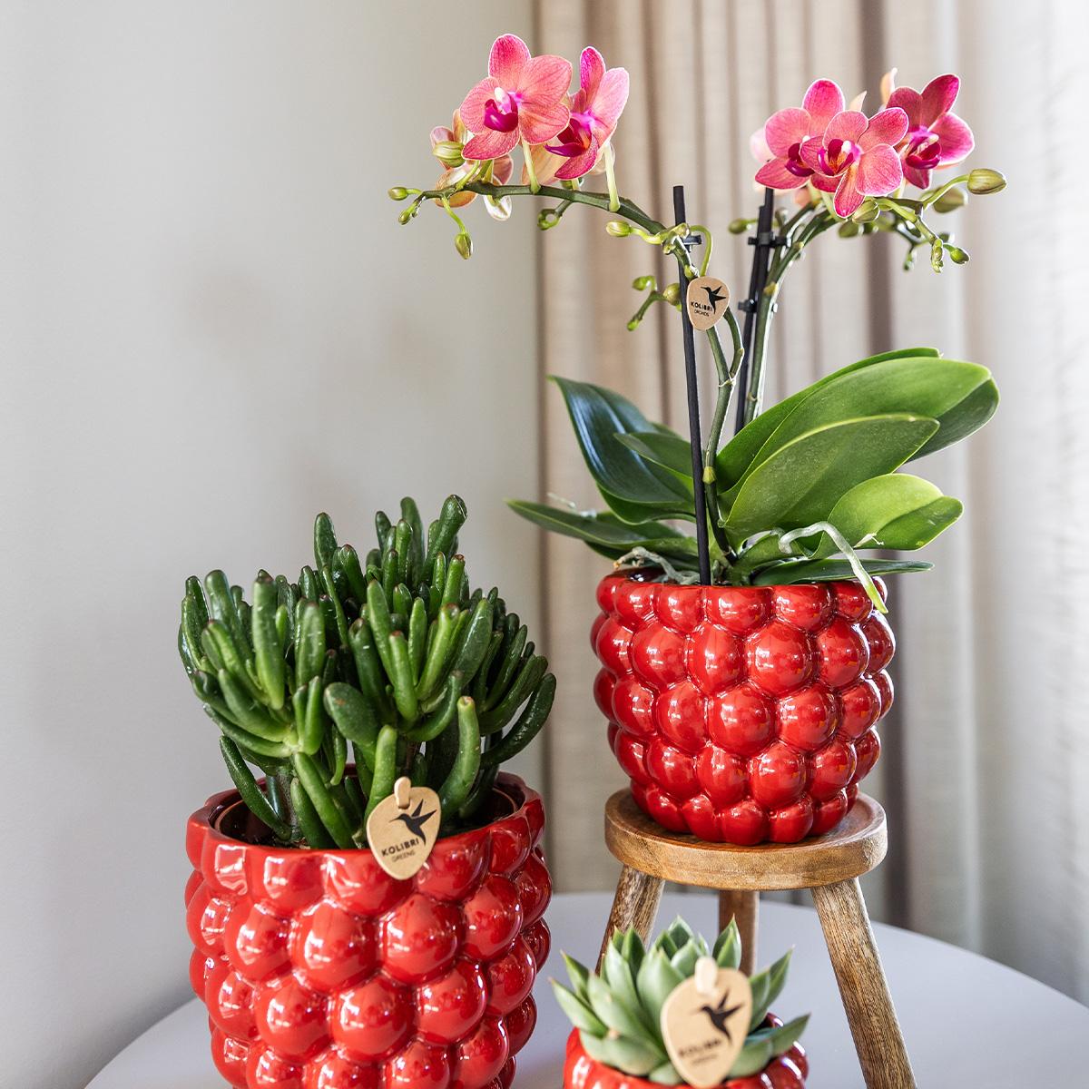 COMBI DEAL van 4 oranje Phalaenopsis orchideeën - Congo - potmaat Ø9cm
