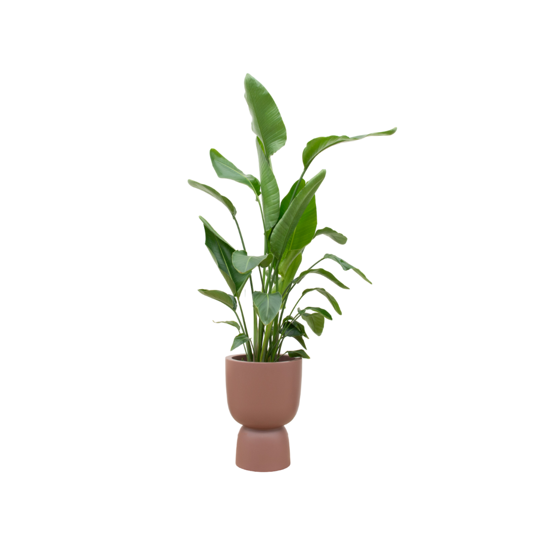 Strelitzia Nicolai inclusief elho Pure Coupe bruin Ø35 - 200 cm
