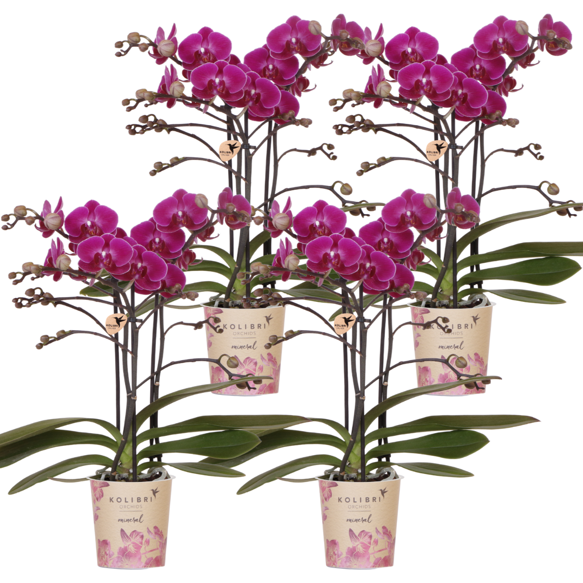 COMBI DEAL van 4 paarse phalaenopsis orchideeën - Morelia - potmaat Ø9cm
