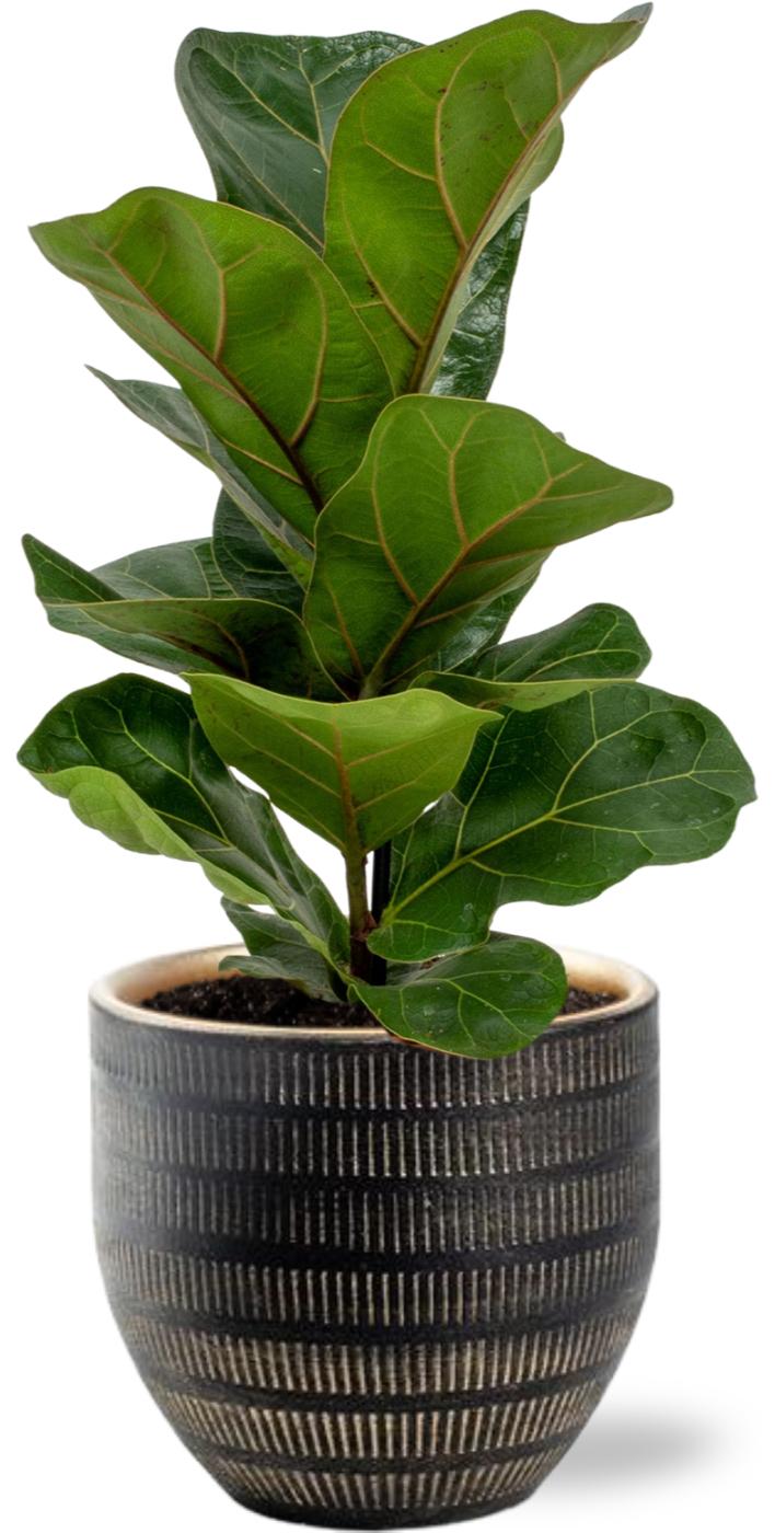 Ficus Lyrata - Ø12cm - ↕30cm + Beau Pot Zwart