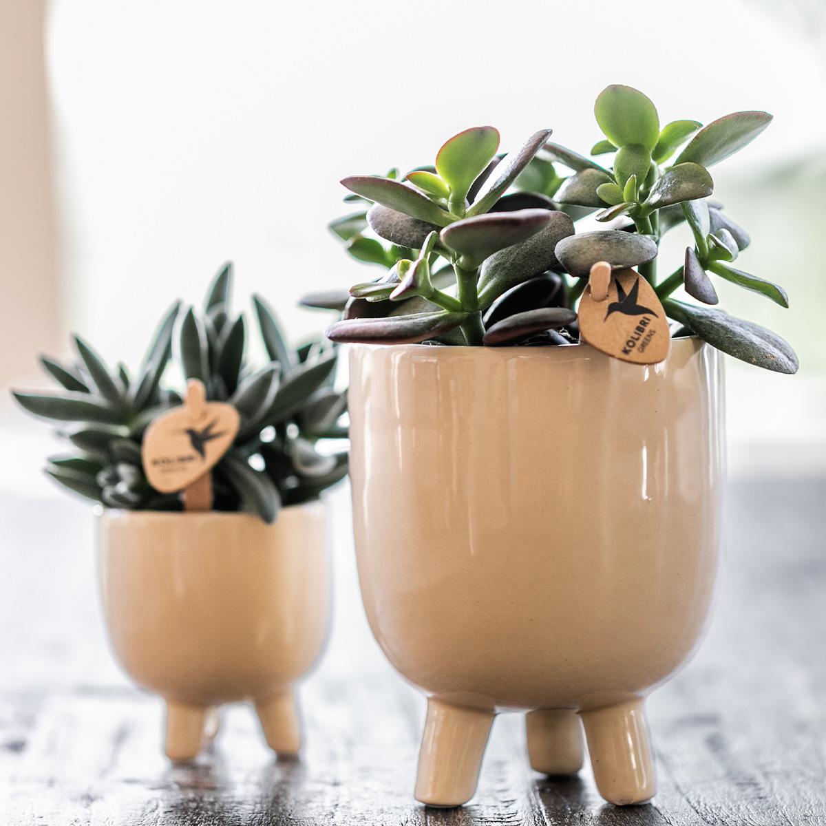 Rode Phalaenopsis orchidee – Congo + Gummy pot travertine – potmaat Ø9cm
