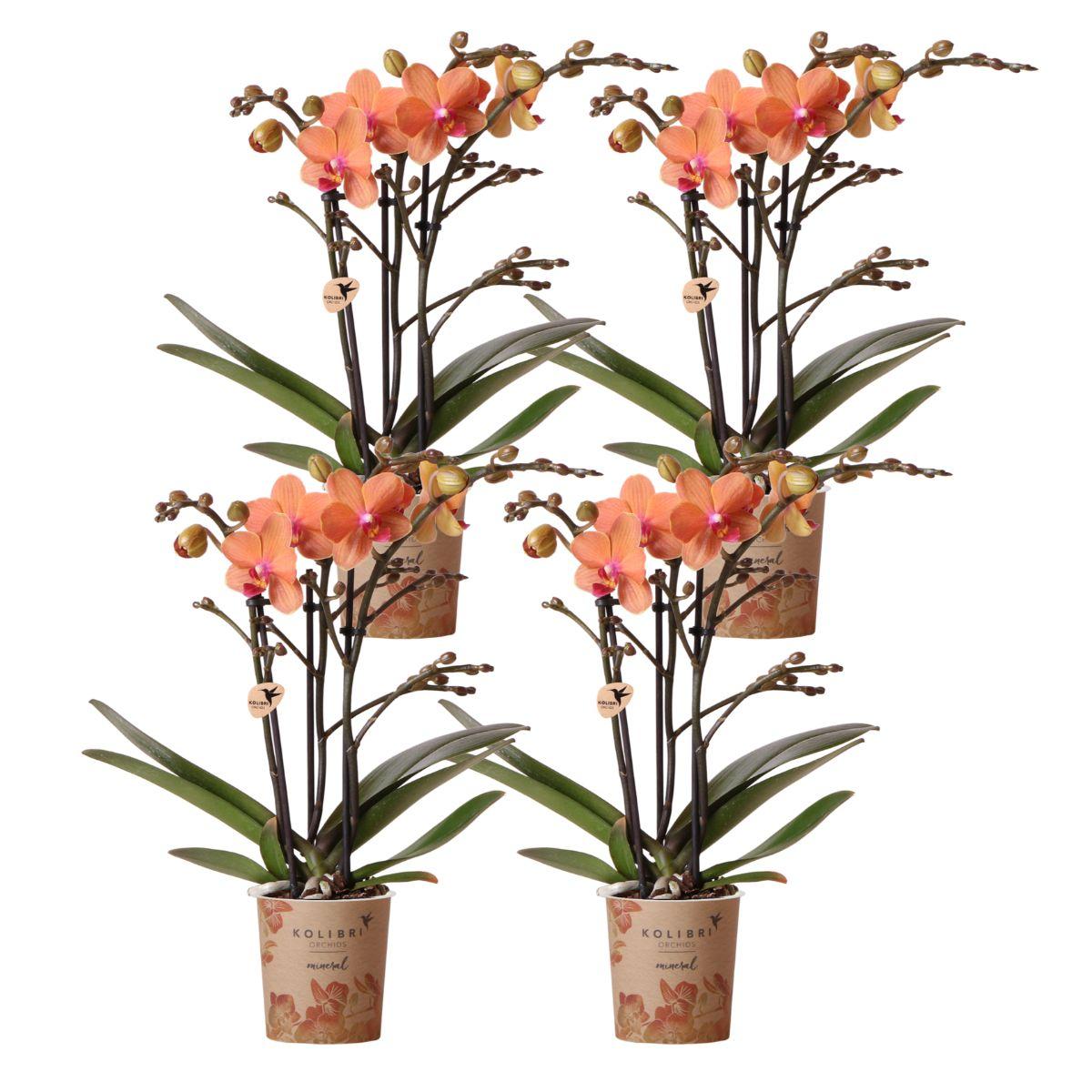COMBI DEAL van 4 oranje Phalaenopsis orchideeën - Bolzano - potmaat Ø9cm