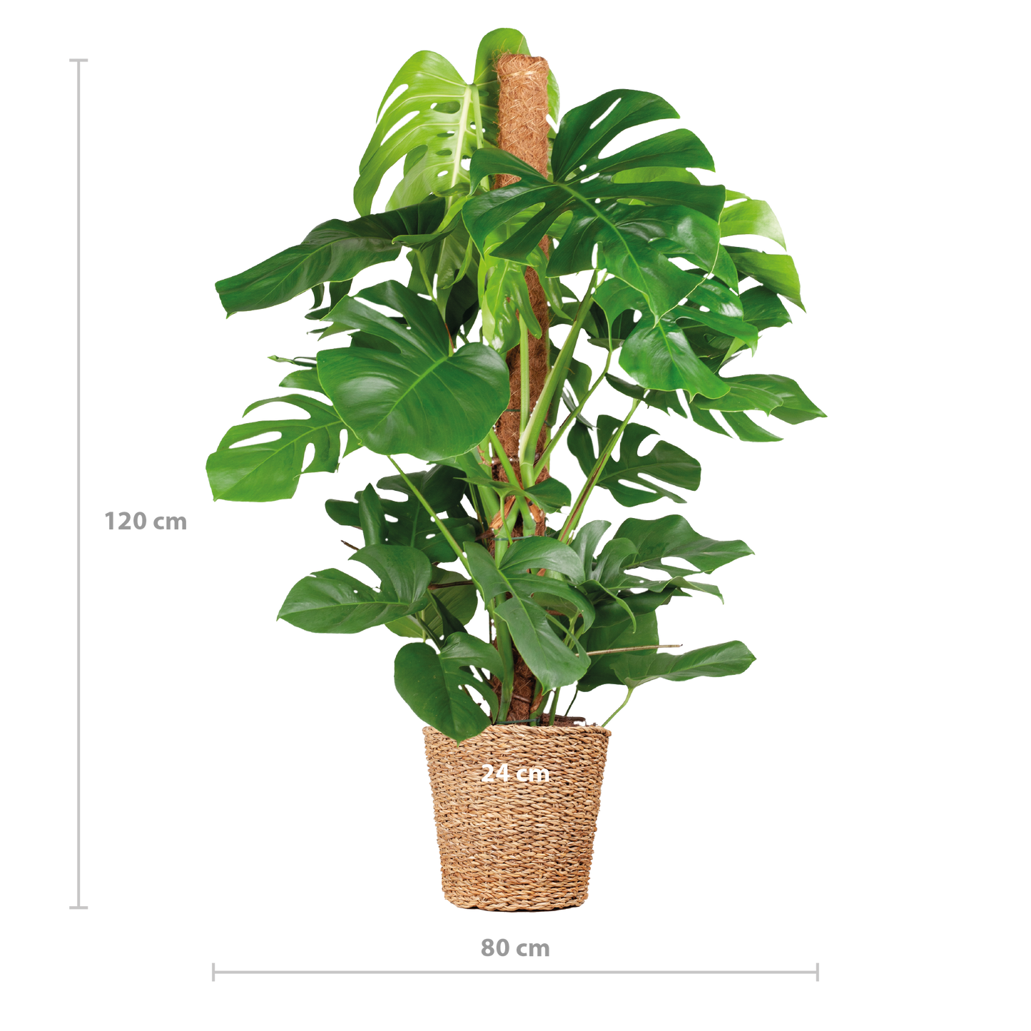 Monstera Deliciosa XL met Torun mand - 120cm - Ø24