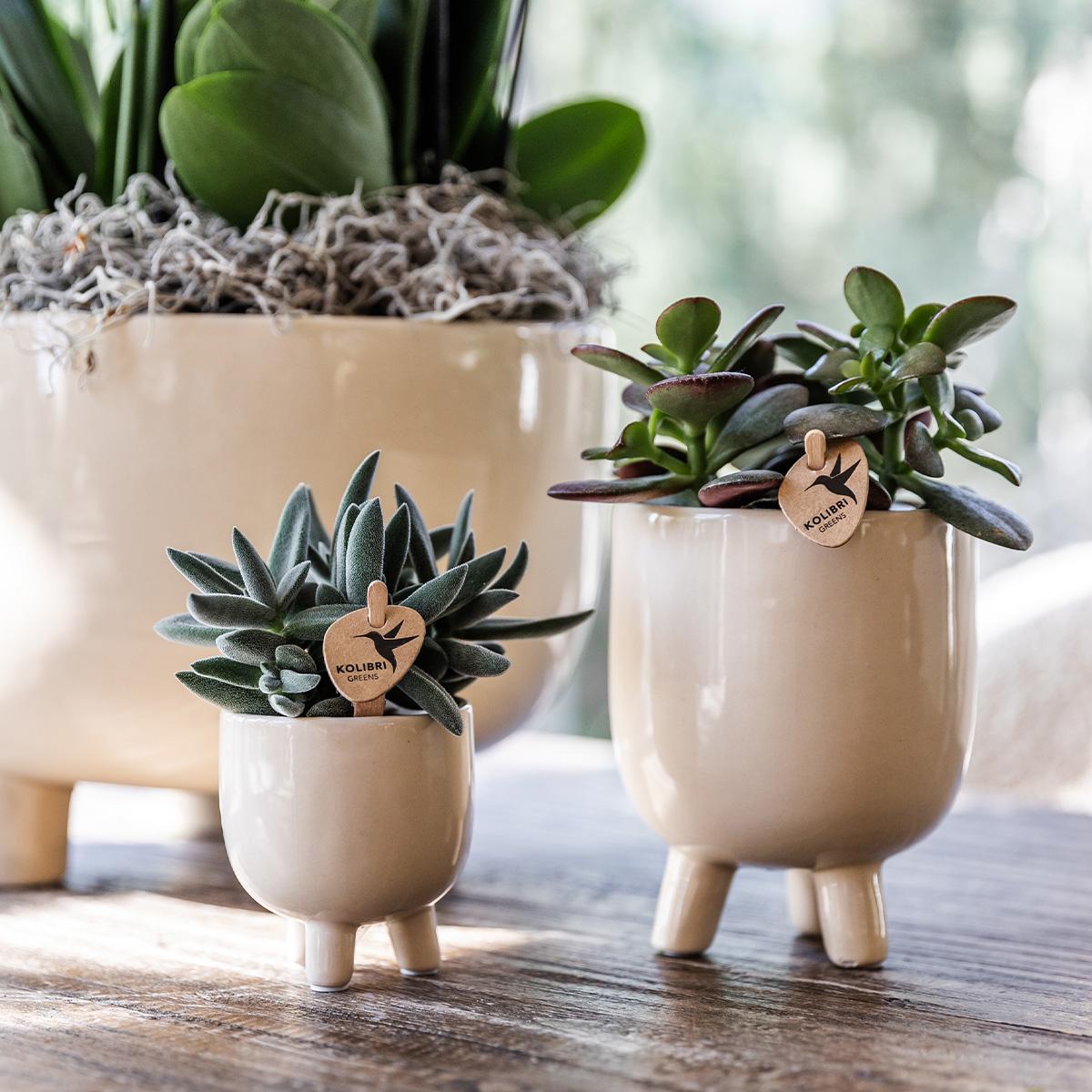 Rode Phalaenopsis orchidee – Congo + Gummy pot travertine – potmaat Ø9cm