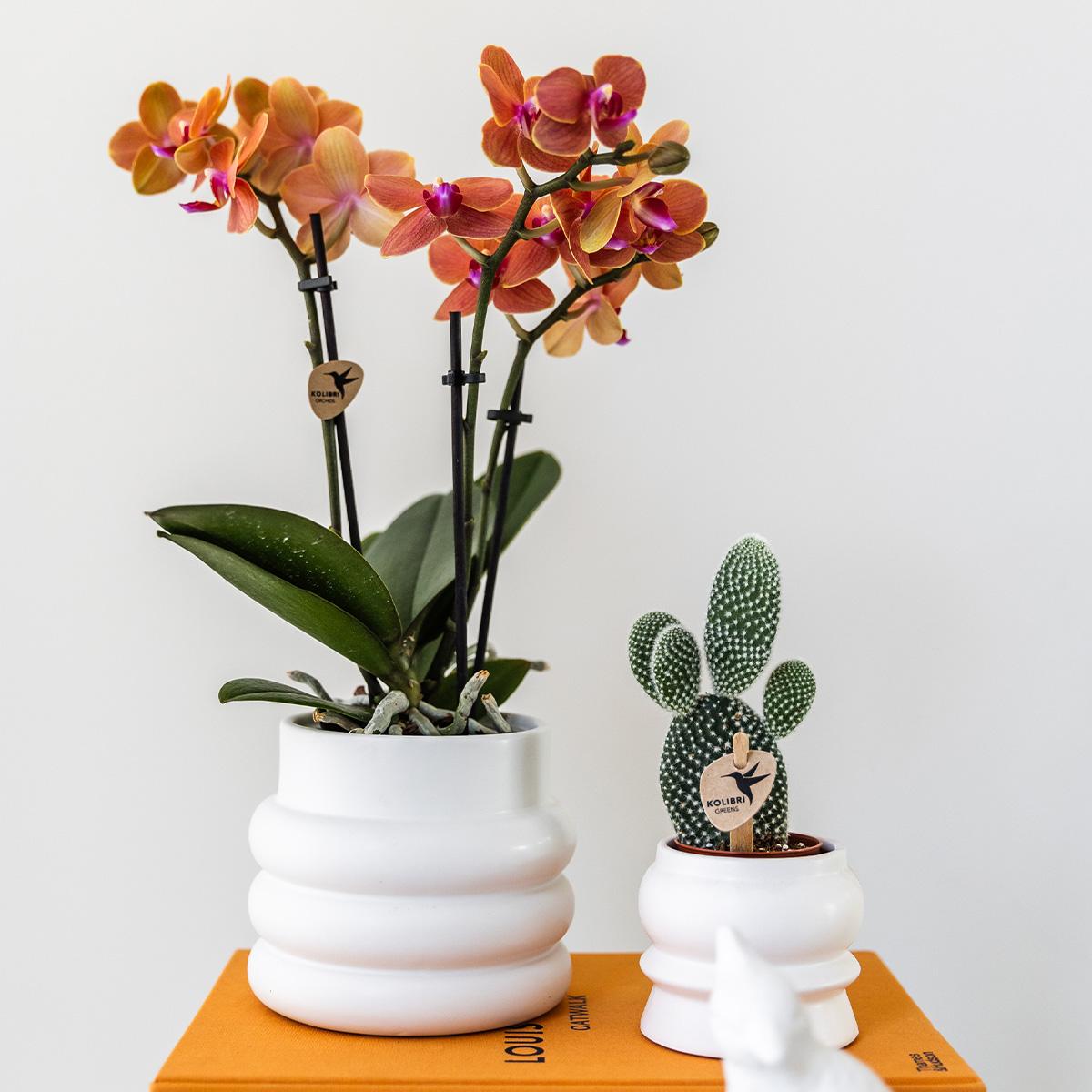 Oranje Phalaenopsis orchidee - Mineral Bolzano + Bubble pot white - potmaat Ø9cm