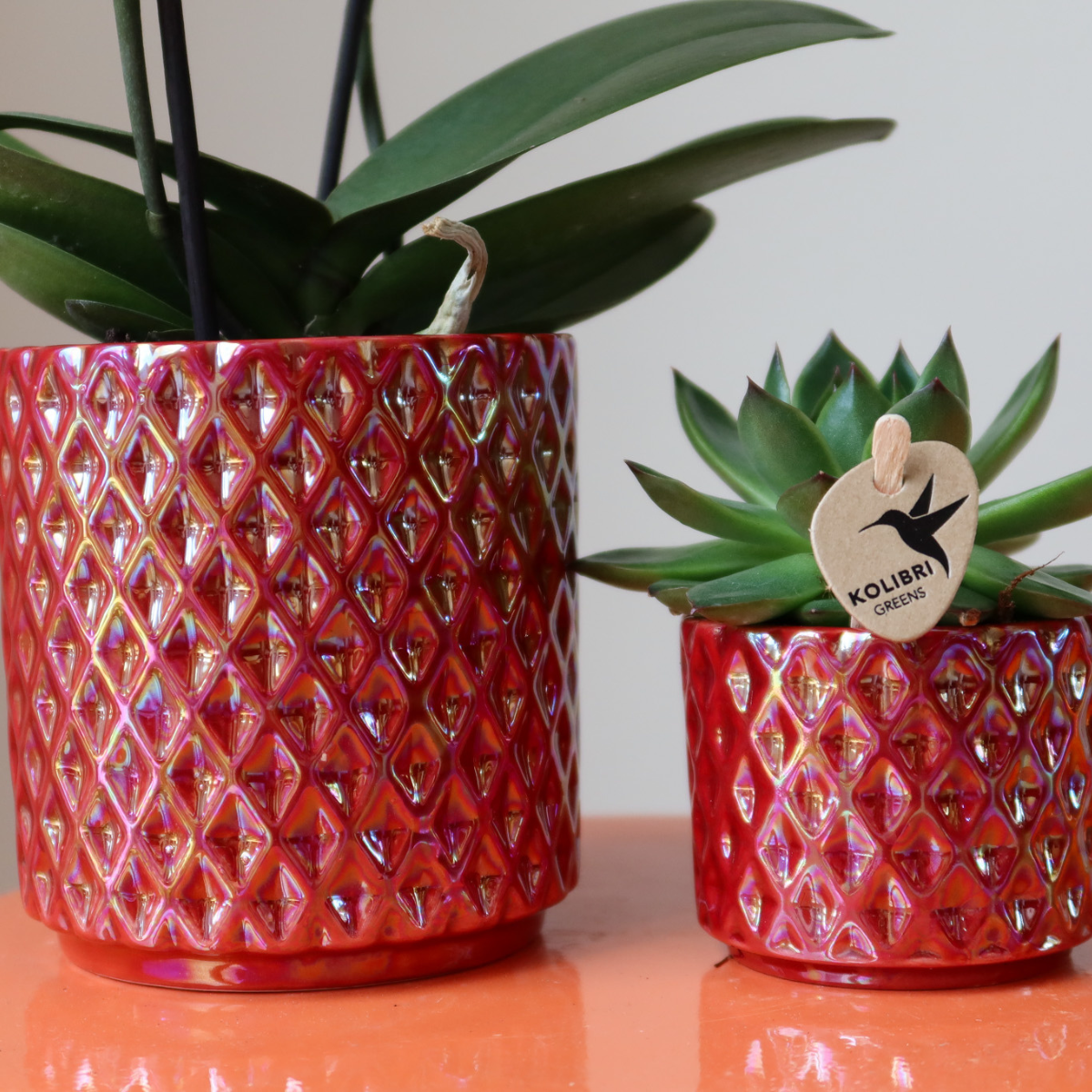Rode phalaenopsis orchidee Congo + Pearl Pot rood - potmaat Ø9cm