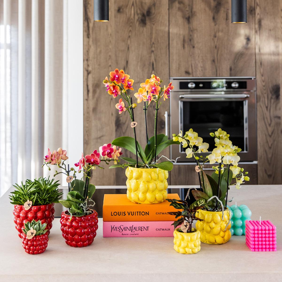 Gele Phalaenopsis orchidee - Mexico + Citrus sierpot yellow - potmaat Ø9cm