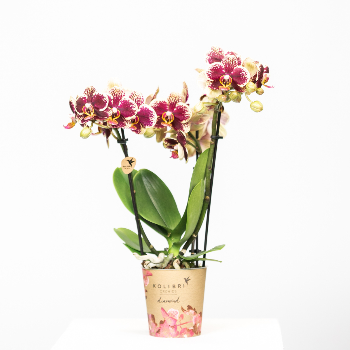 COMBI DEAL van 4 geel rode phalaenopsis orchideeën - Spain - potmaat Ø9cm