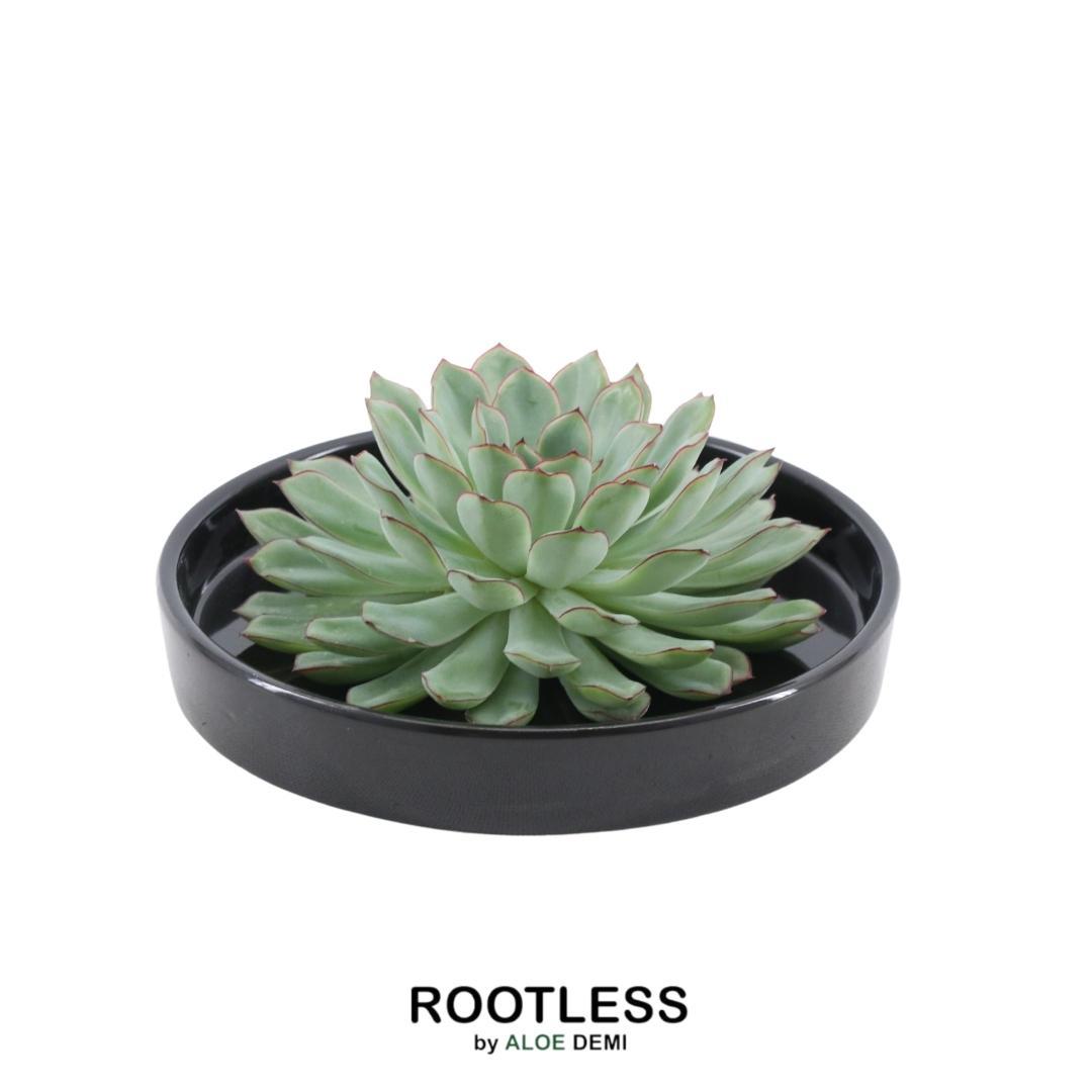 ROOTLESS in schaal 'zwart' Ø20 cm - ↕5 cm