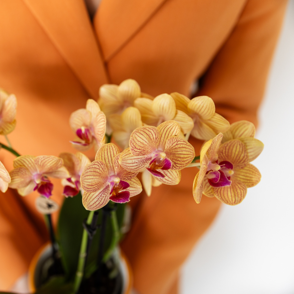 Oranje Phalaenopsis orchidee - Jamaica + Painted Stripe pot oranje - potmaat Ø9cm