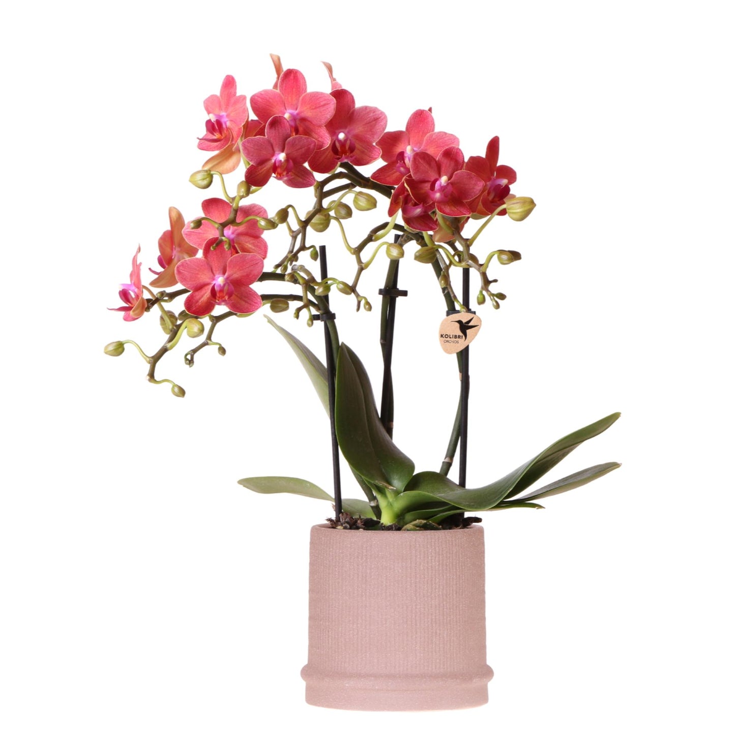 Kolibri Orchids | Rode orchidee Congo + Bali sierpot sand - potmaat Ø9cm