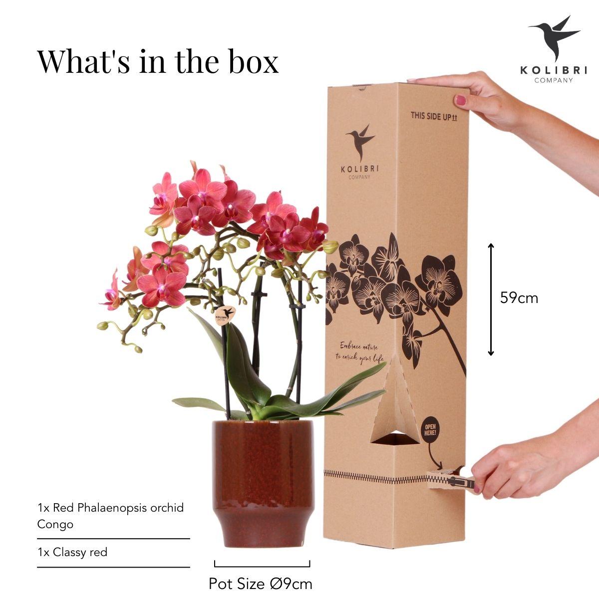 Rode Phalaenopsis orchidee - Congo + Classy red- potmaat Ø9cm