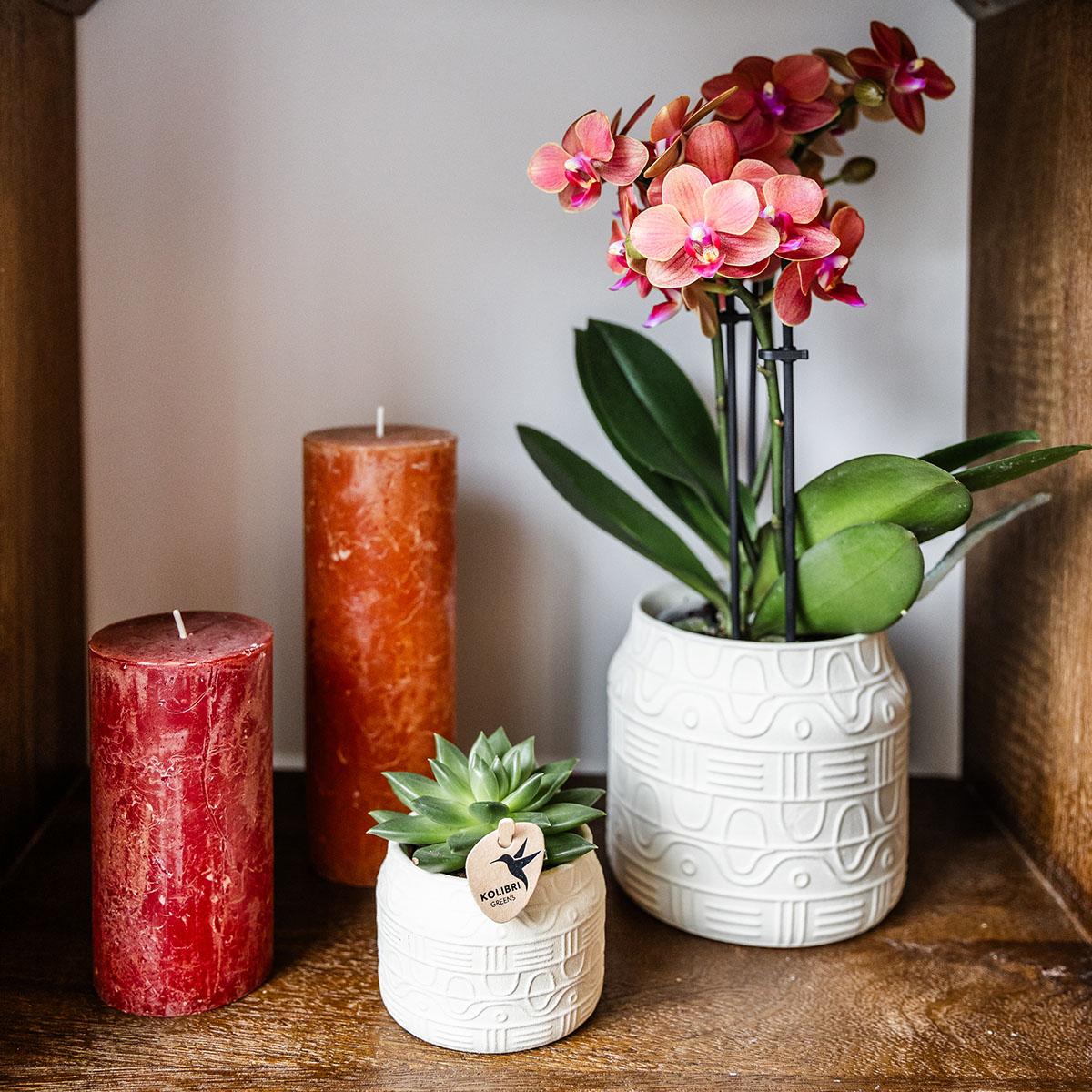 Oranje orchidee Bolzano + Hieroglyph sierpot off white - potmaat Ø9cm