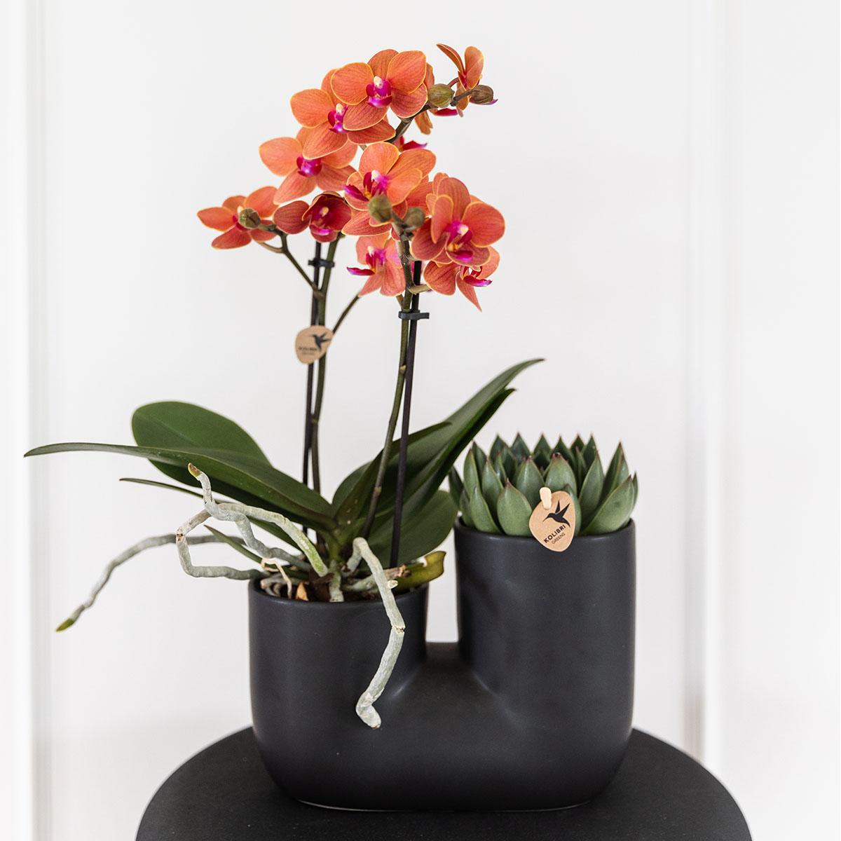Set van oranje orchidee Bolzano en succulent in Tube sierpot black - potmaat Ø9cm
