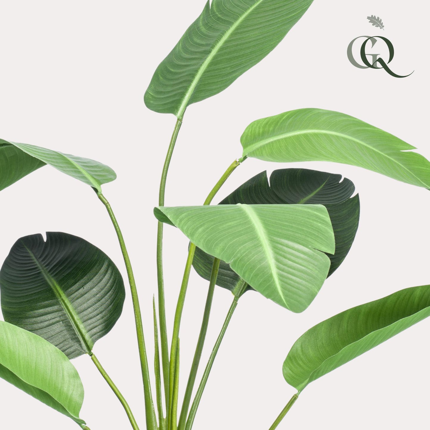 Kunstplant - Strelitzia nicolai - 120cm