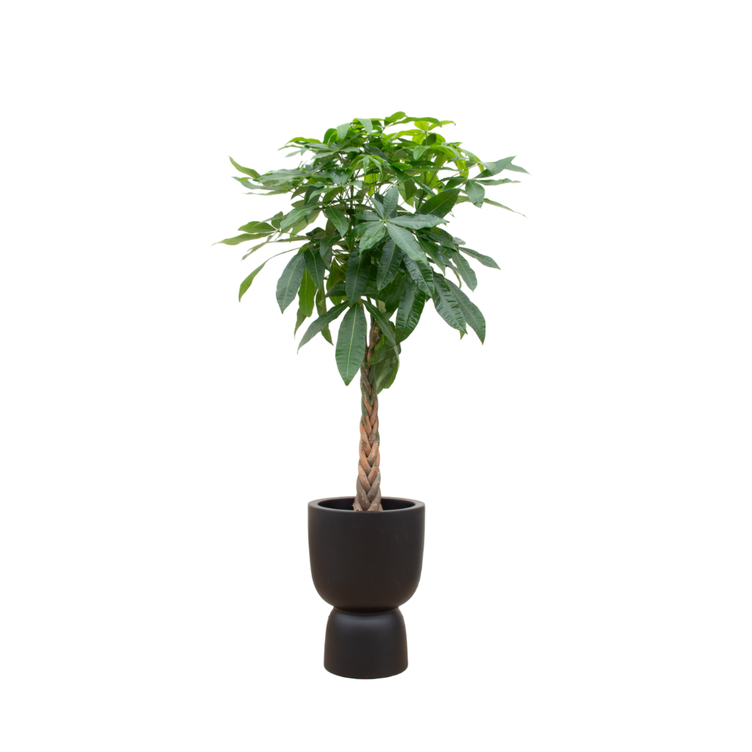 Pachira Aquatica inclusief elho Pure Coupe zwart Ø41 - 210 cm