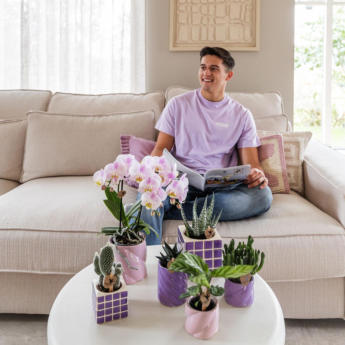 Paarse phalaenopsis orchidee El Salvador + Mosa sierpot lila - potmaat Ø9cm