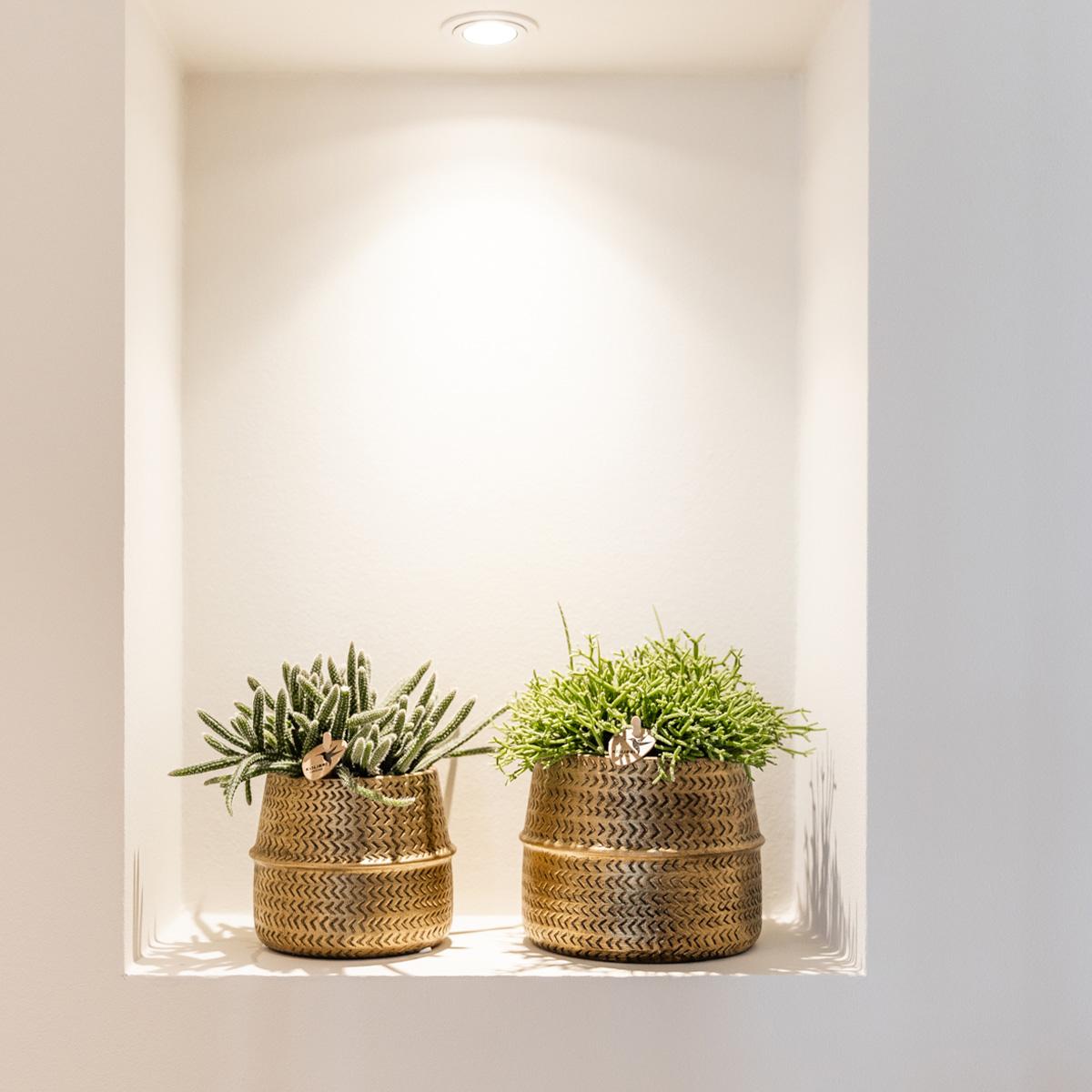 Planten set - met 3 succulenten mix - incl. keramieken sierpotten | potmaat Ø9cm