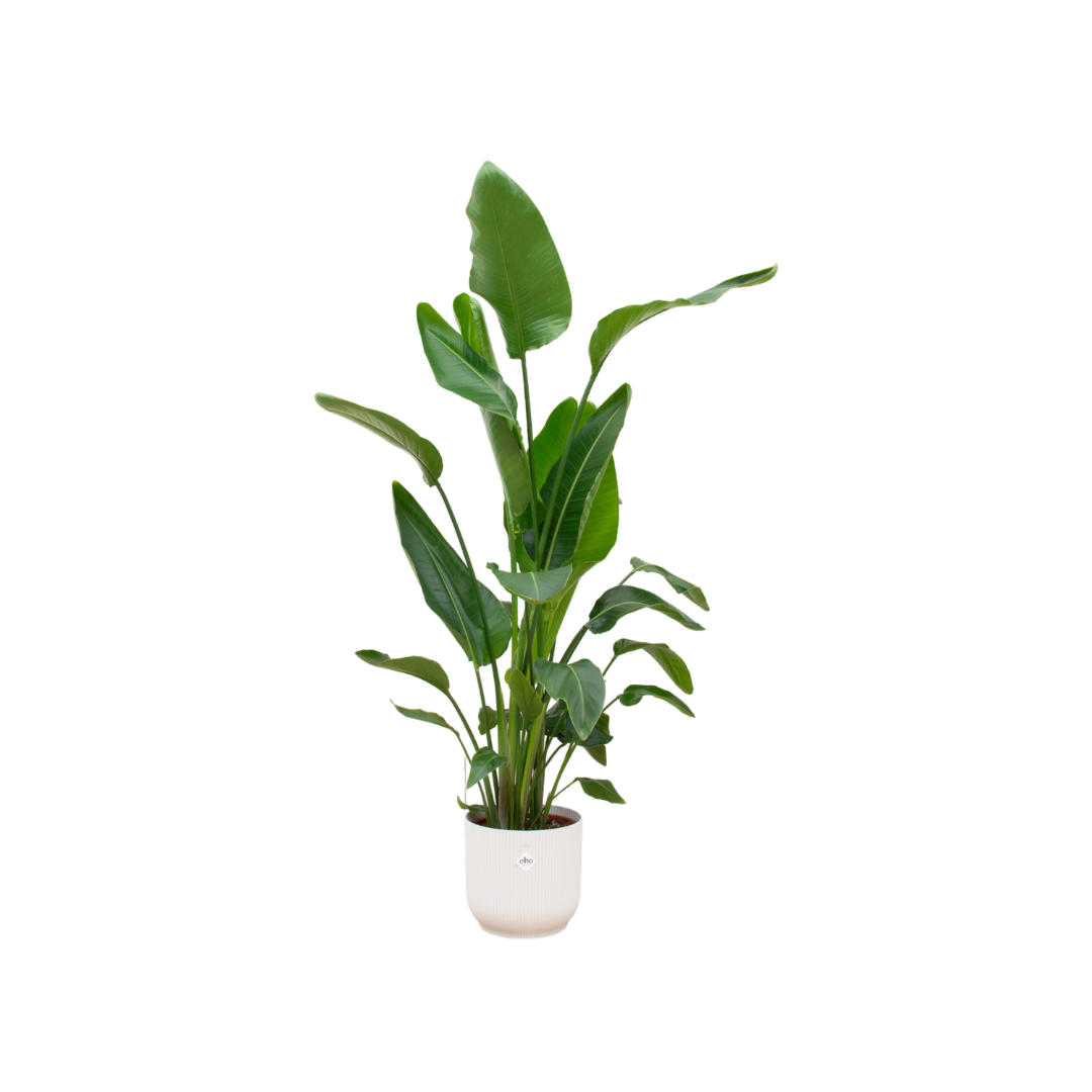 Strelitzia Nicolai inclusief elho Vibes Fold Round wit Ø30 - 160 cm