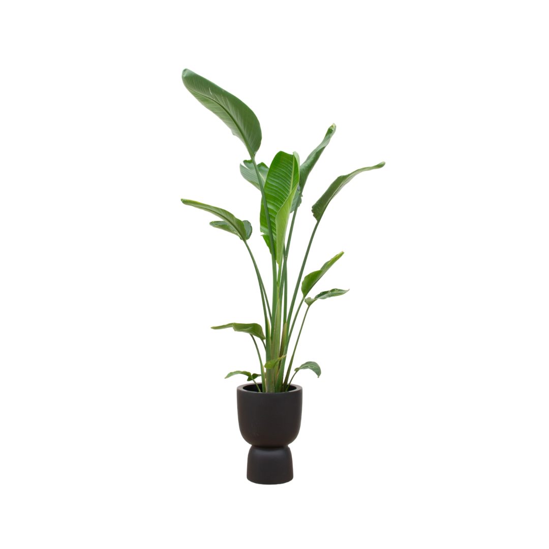 Strelitzia Augusta multi stam inclusief elho Pure Coupe zwart Ø35 - 210 cm