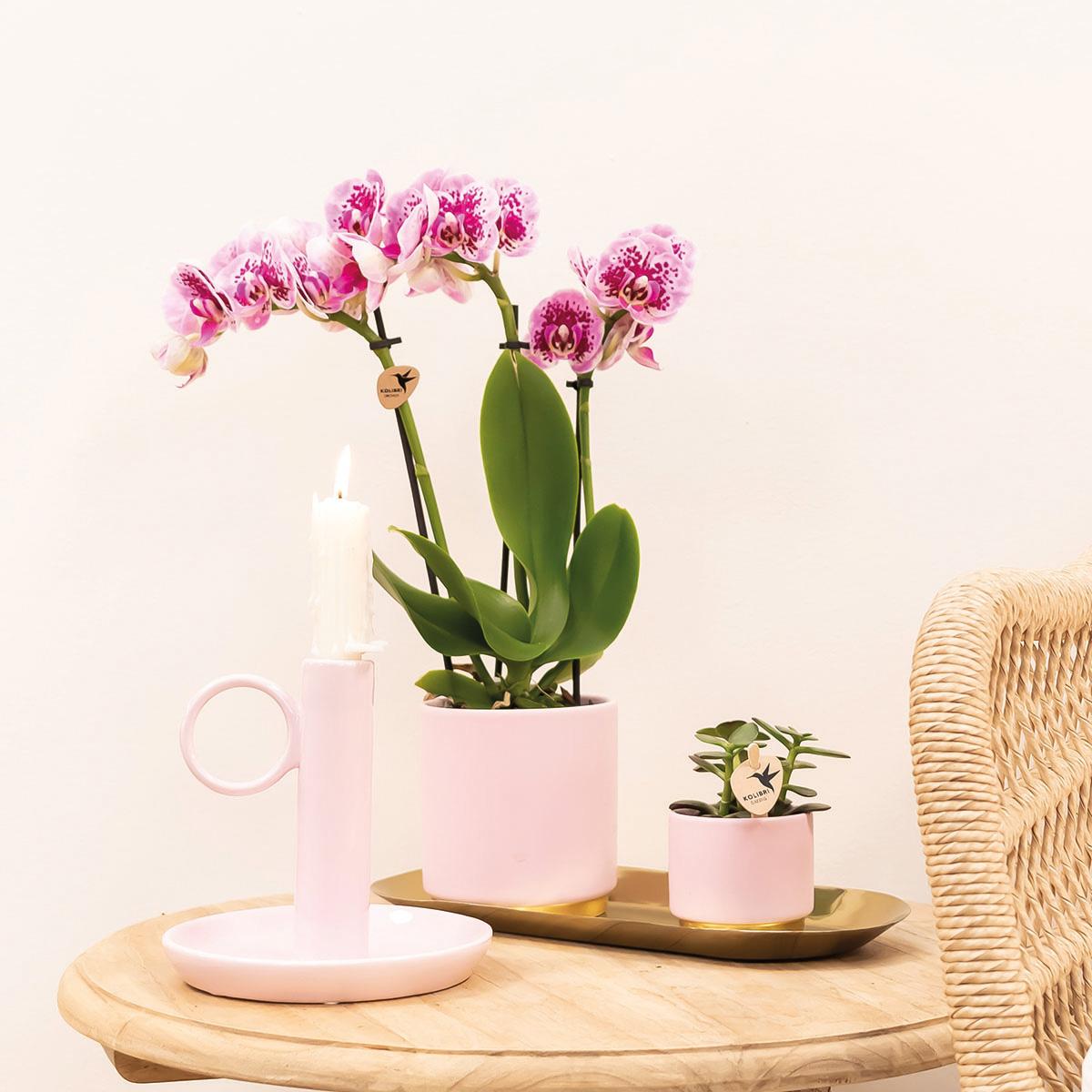 COMBI DEAL van 4 roze paarse phalaenopsis orchideeën - El Salvador - potmaat Ø9cm