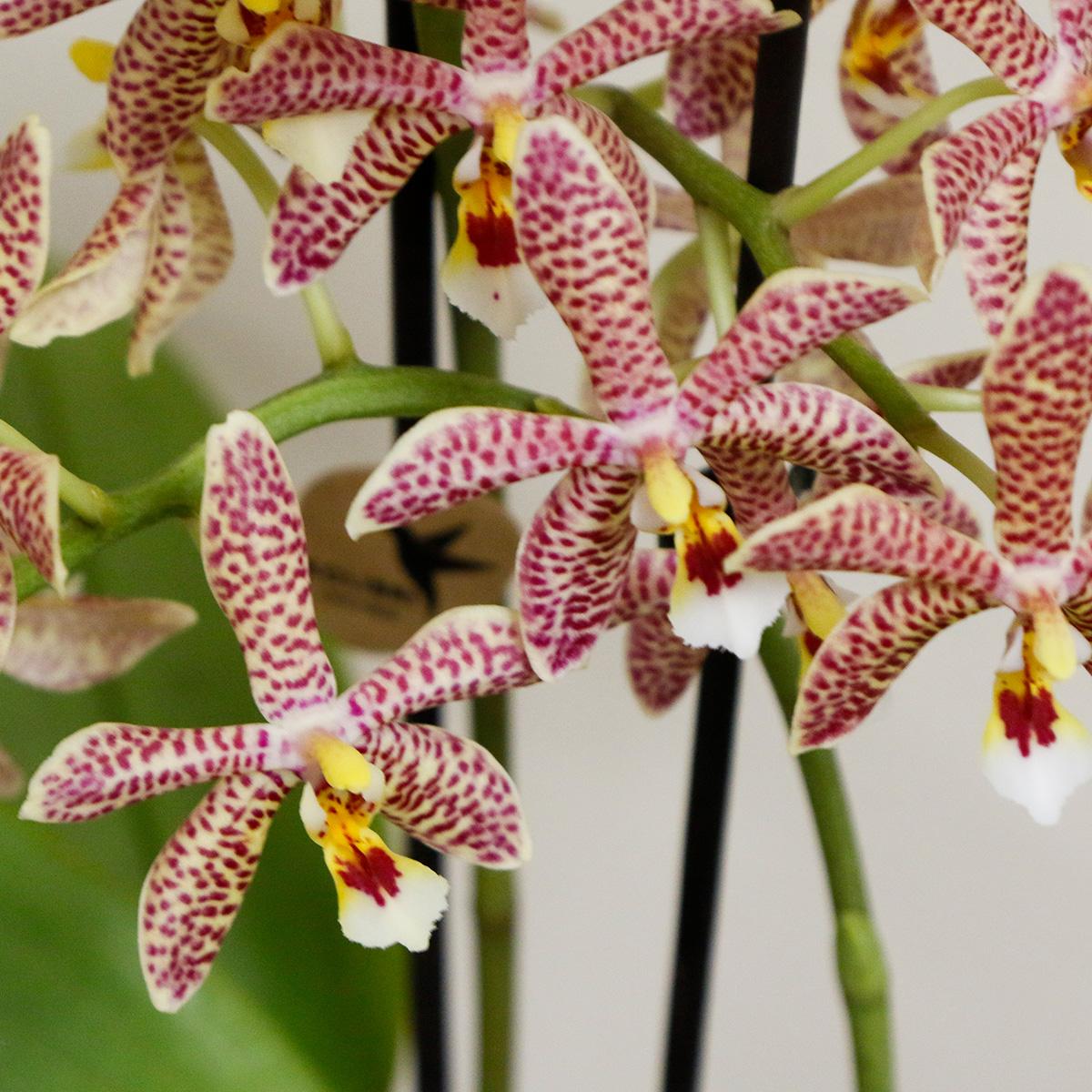 Oranje Phalaenopsis orchidee - Spider in Scandic wit - potmaat Ø9cm