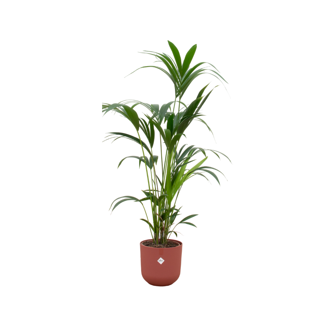 Kentia palm inclusief elho Jazz Round rood Ø26 - 160 cm