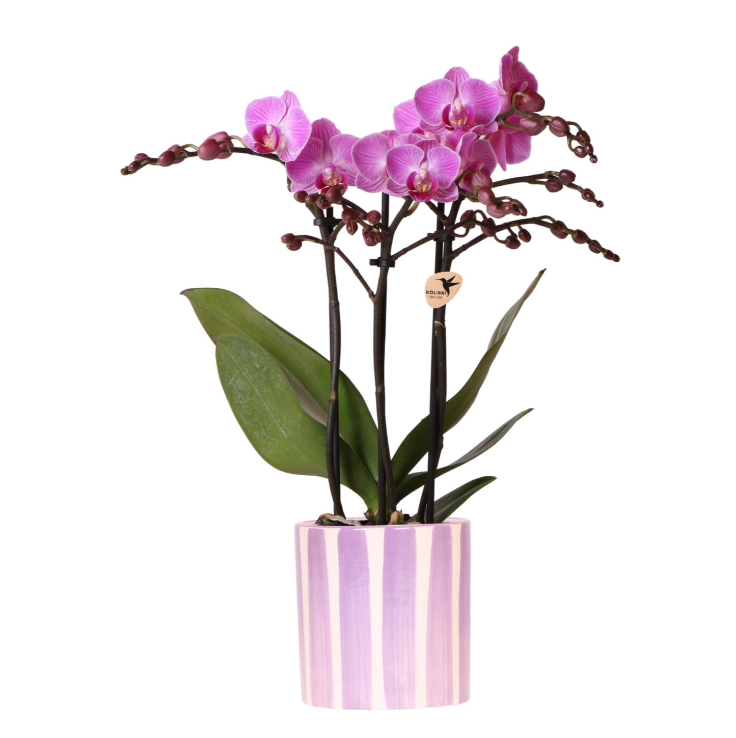 Paarse phalaenopsis orchidee Vienna + Painted Stripe pot lila - potmaat Ø9cm