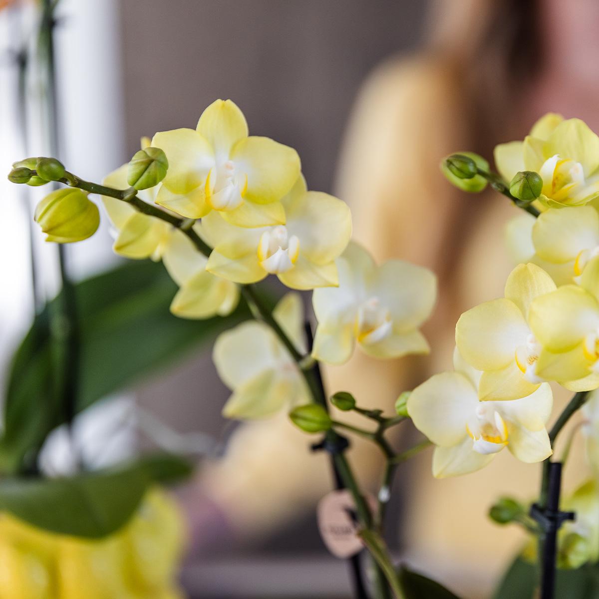 Gele Phalaenopsis orchidee - Mexico + Citrus sierpot yellow - potmaat Ø9cm