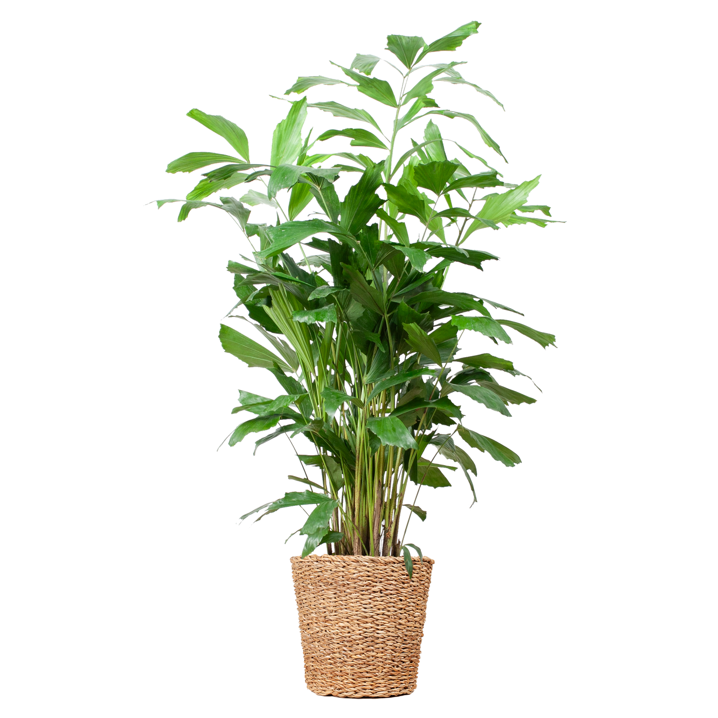 Caryota Mitis XL met mand Torun - 130cm - Ø24